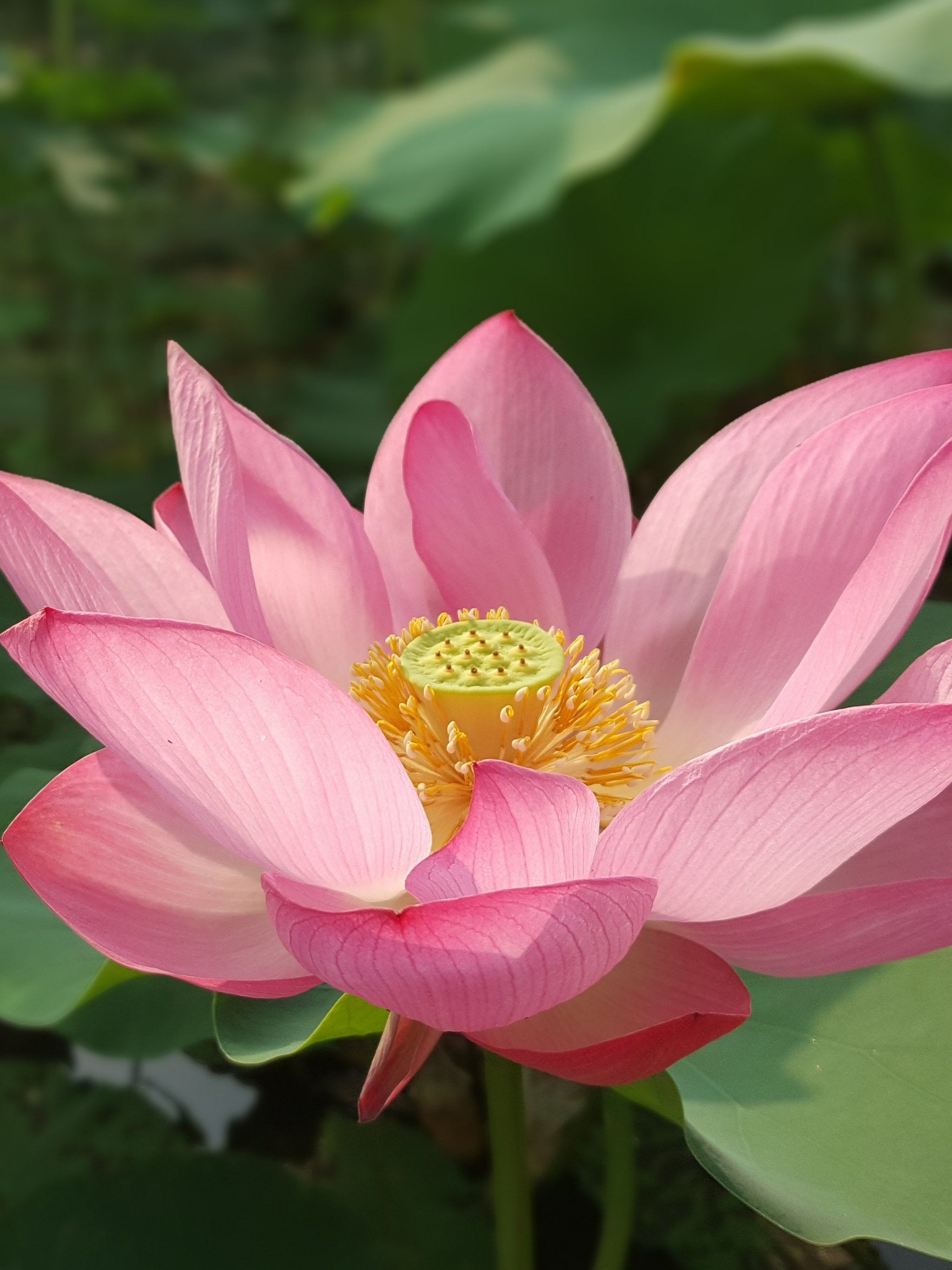 4k Lotus Flower Wallpapers Wallpaper Cave