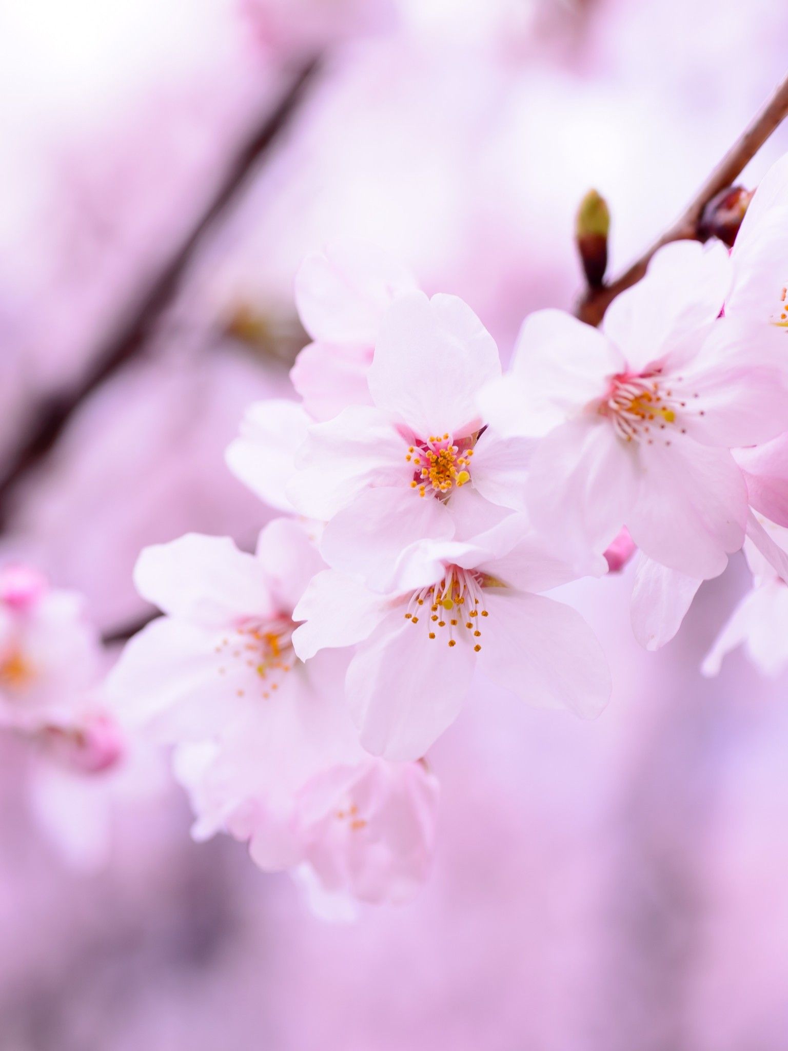 Pink Spring Flower Wallpapers Wallpaper Cave