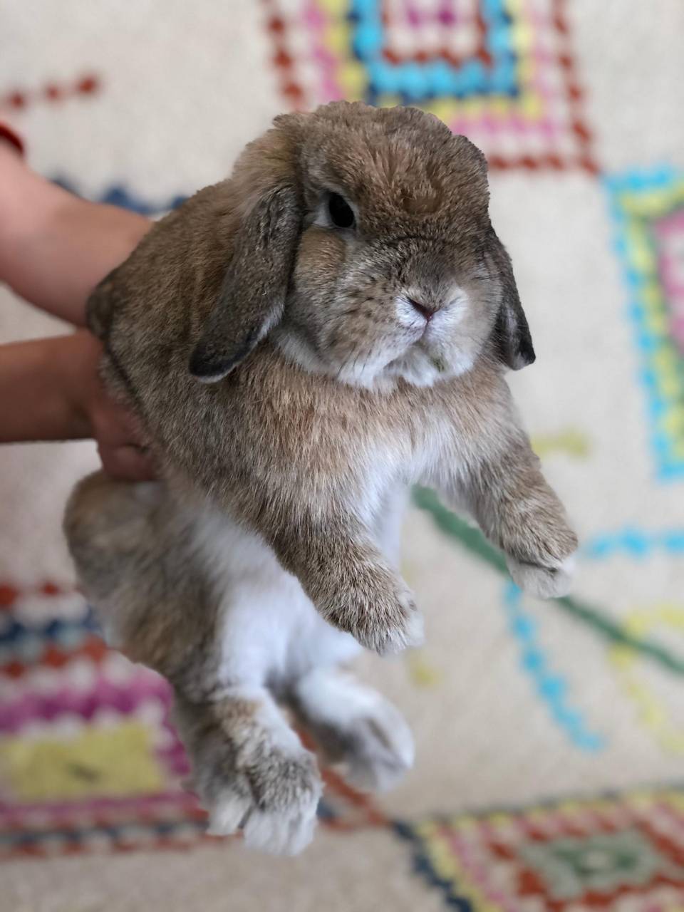 Holland Lop Wallpapers Wallpaper Cave