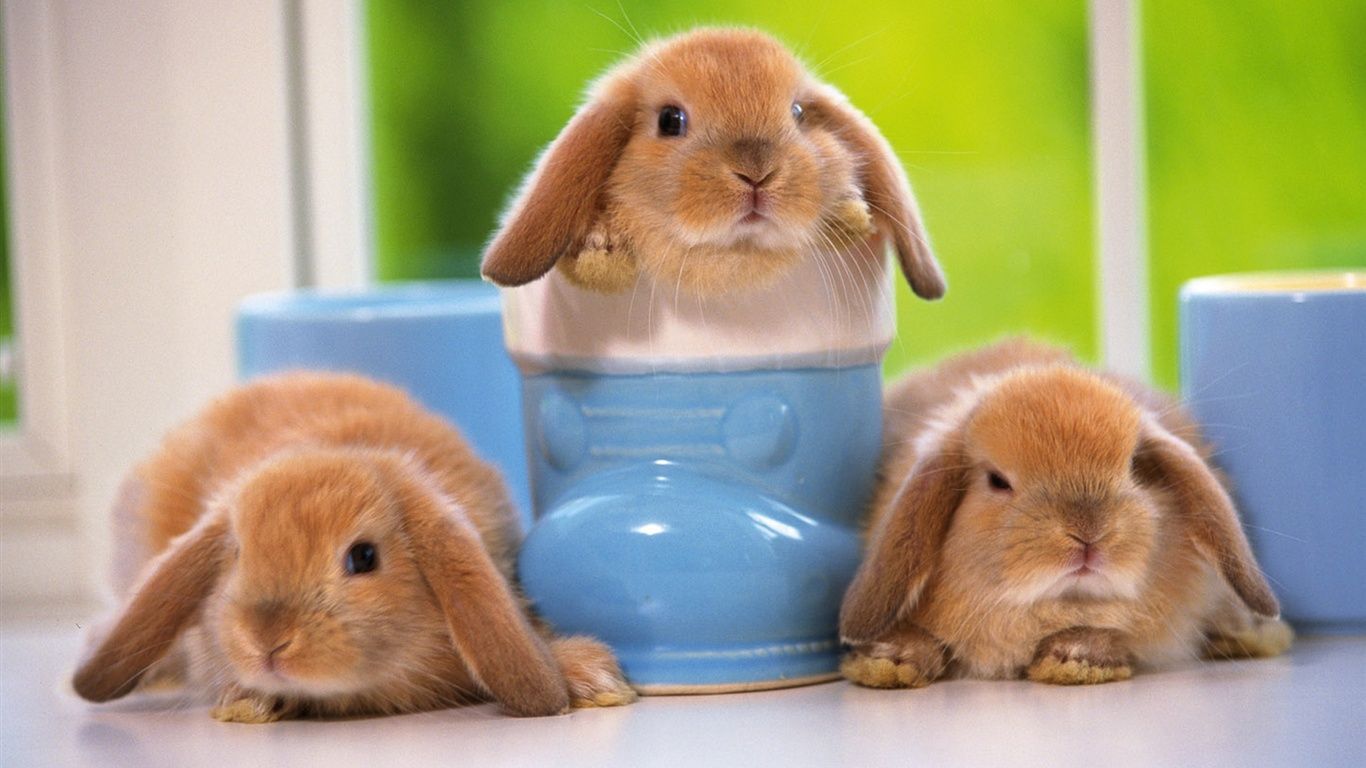 Holland Lop Wallpapers Wallpaper Cave