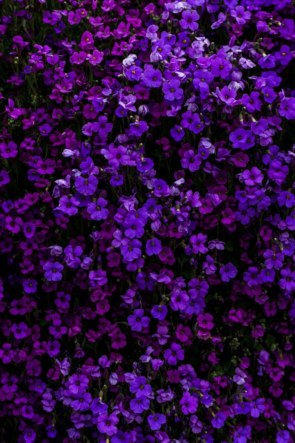 Purple Stuff Wallpapers Wallpaper Cave