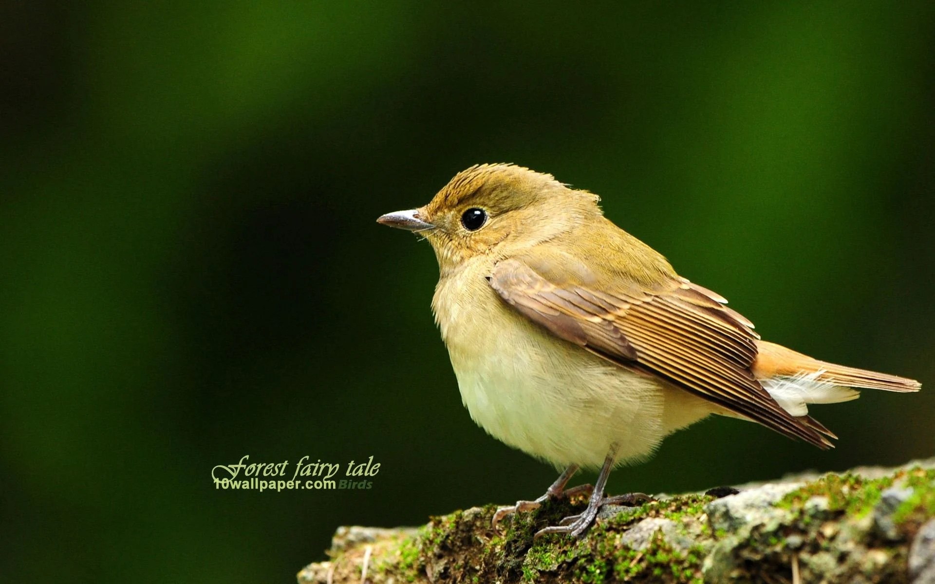Spring Forest Bird Wallpapers Wallpaper Cave