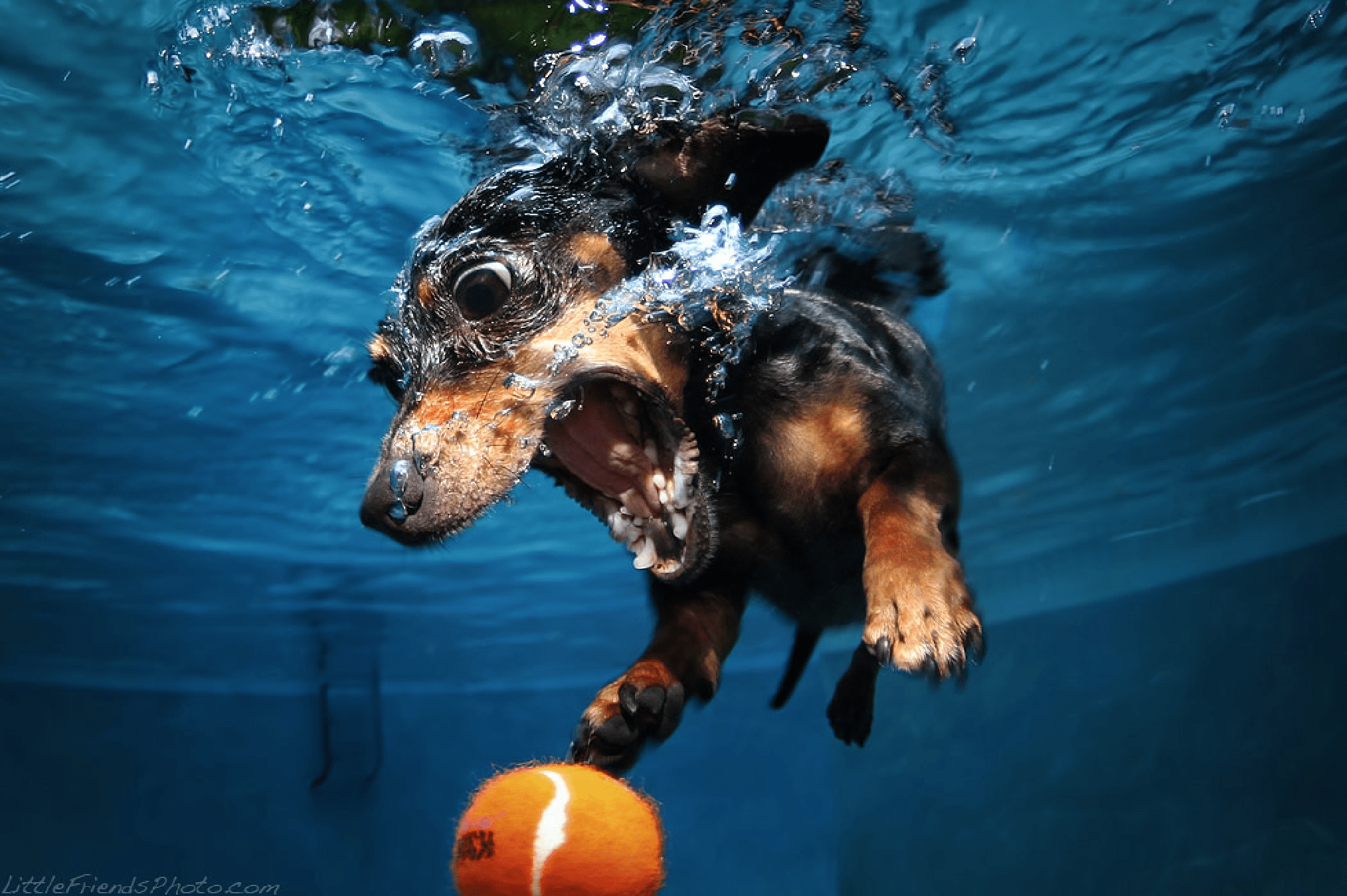 Swimming Dogs Wallpapers Wallpaper Cave