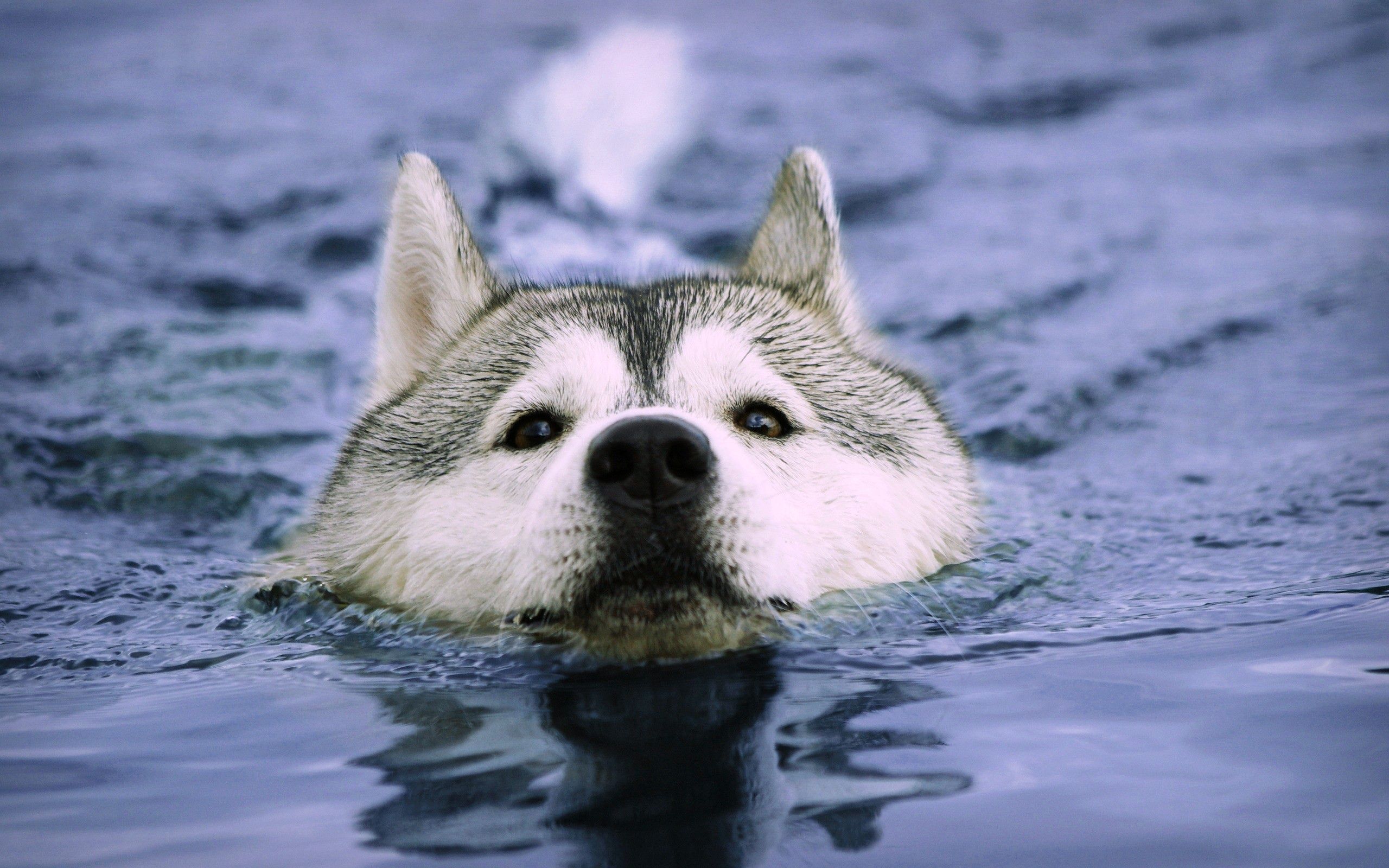 Swimming Dogs Wallpapers Wallpaper Cave