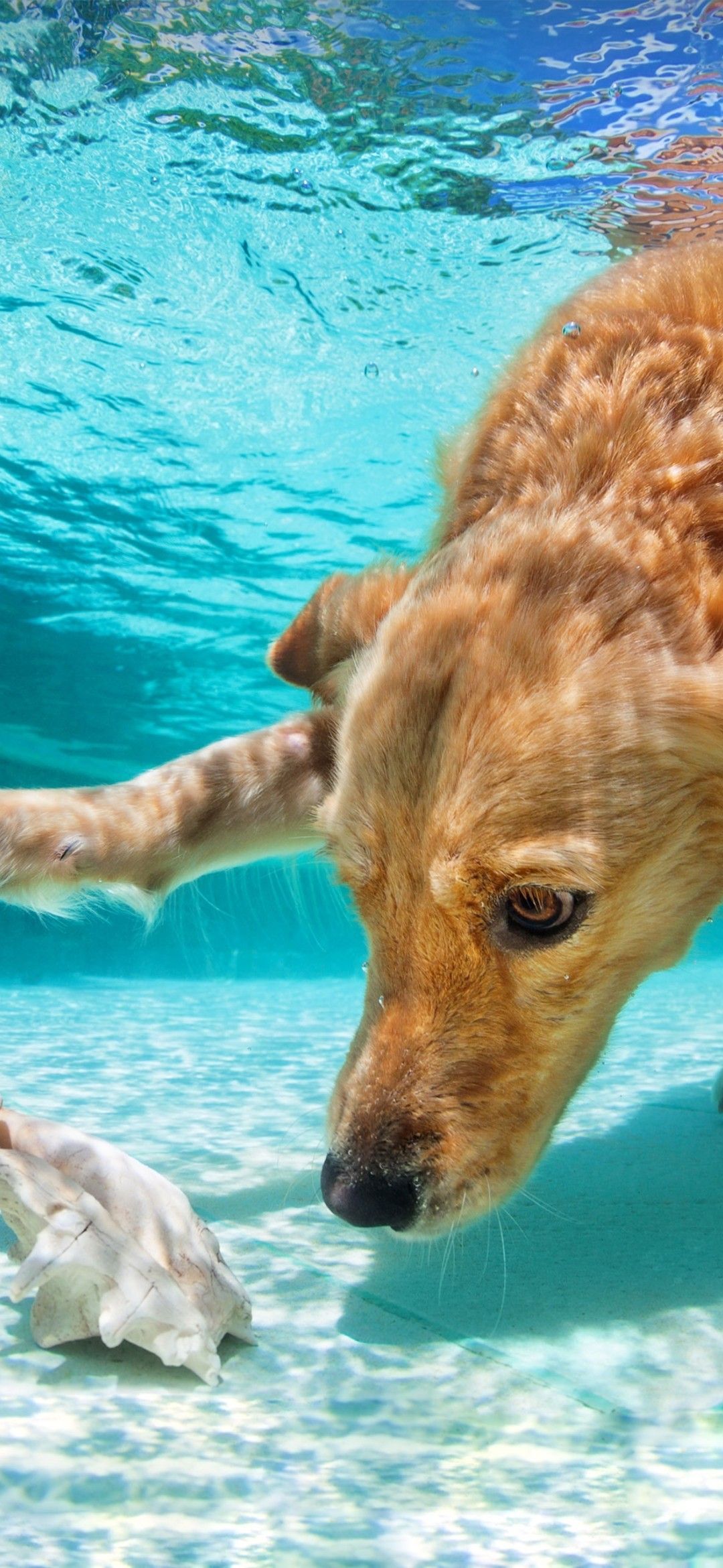 Dog In Water Wallpapers Wallpaper Cave