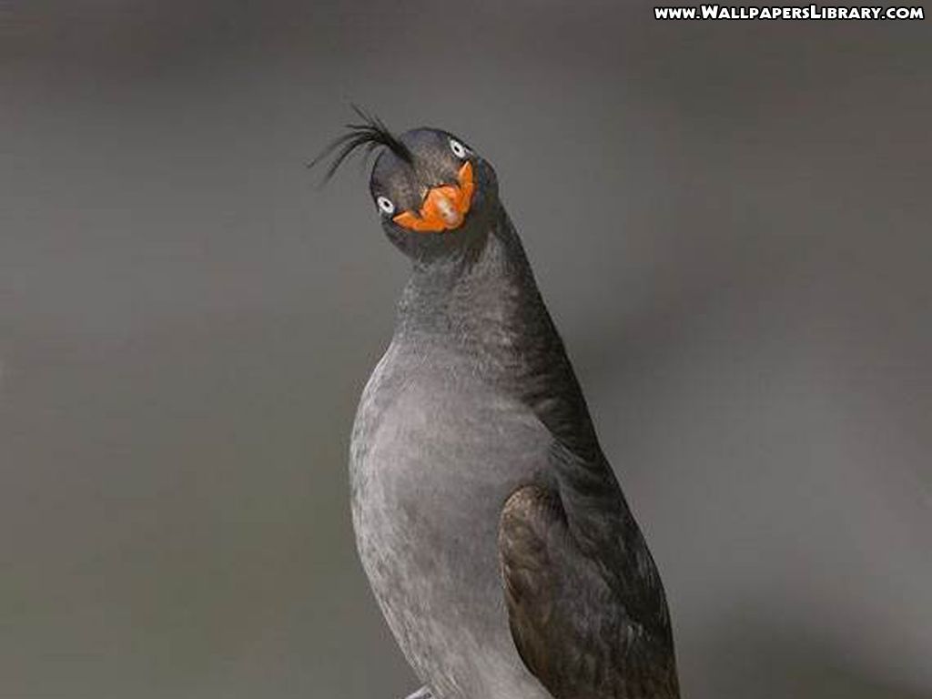 Funny Birds Wallpapers Wallpaper Cave