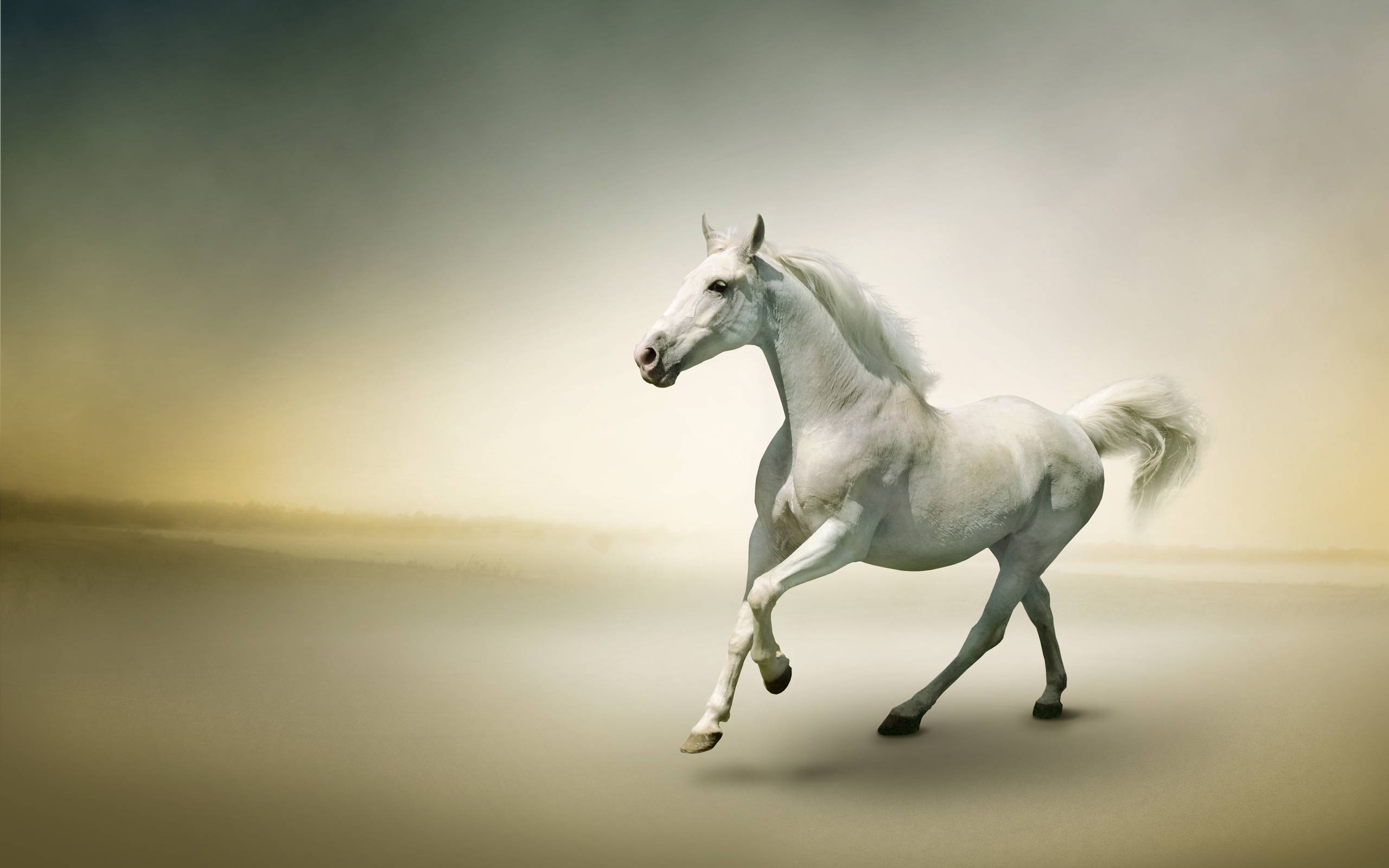 7 White Horse Wallpapers Wallpaper Cave