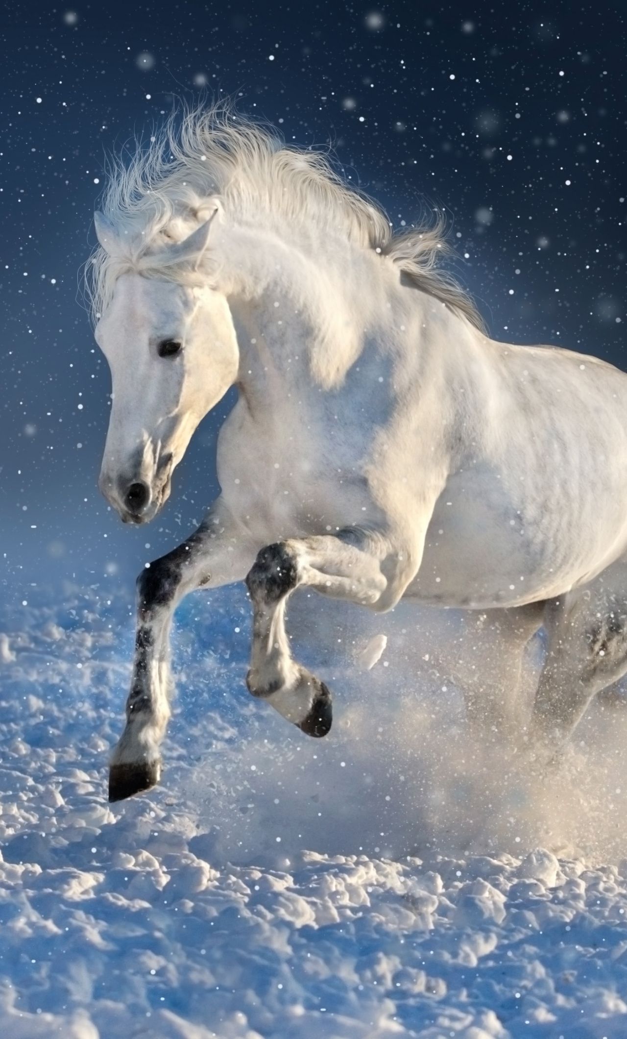 7 White Horse Wallpapers Wallpaper Cave