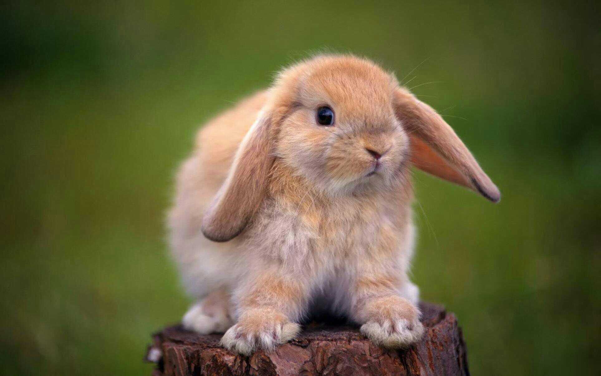 Holland Lop Wallpapers Wallpaper Cave