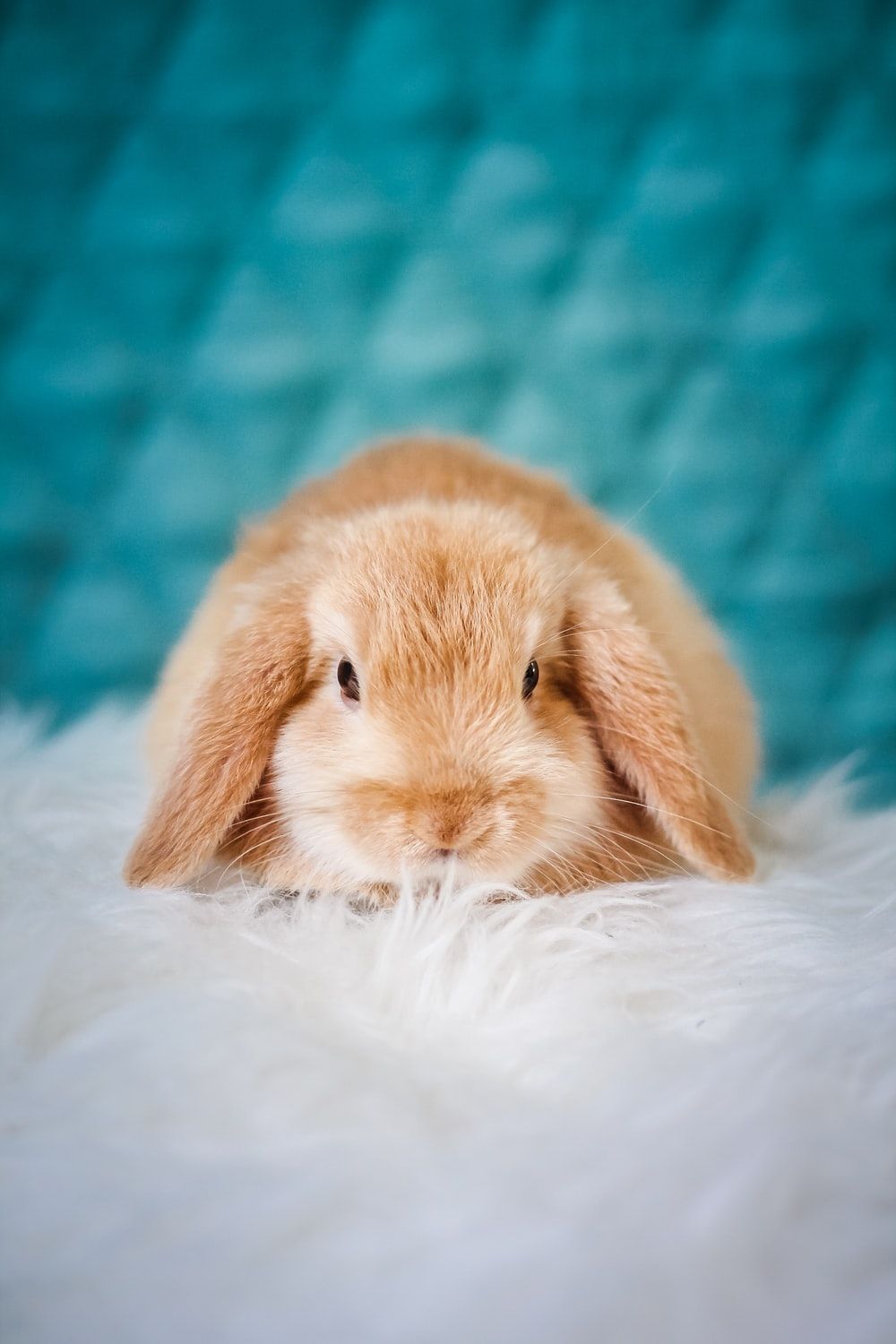 Holland Lop Wallpapers Wallpaper Cave