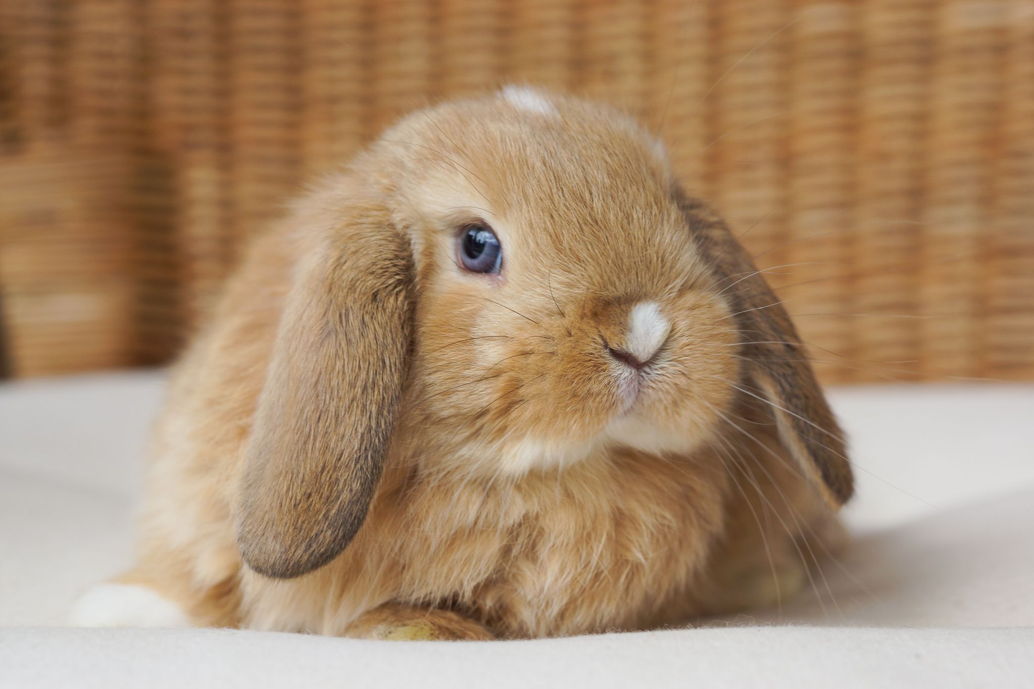 Holland Lop Wallpapers Wallpaper Cave