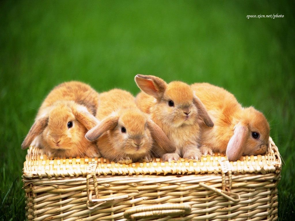 Holland Lop Wallpapers Wallpaper Cave