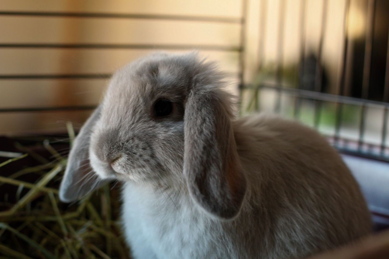 Holland Lop Wallpapers Wallpaper Cave