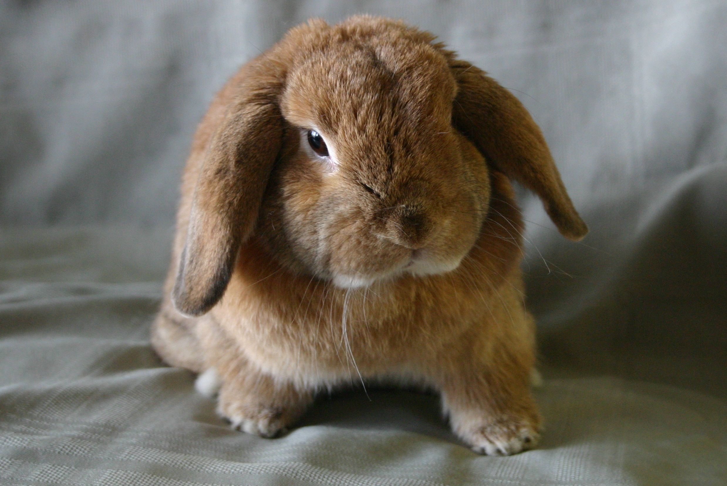 Holland Lop Wallpapers Wallpaper Cave