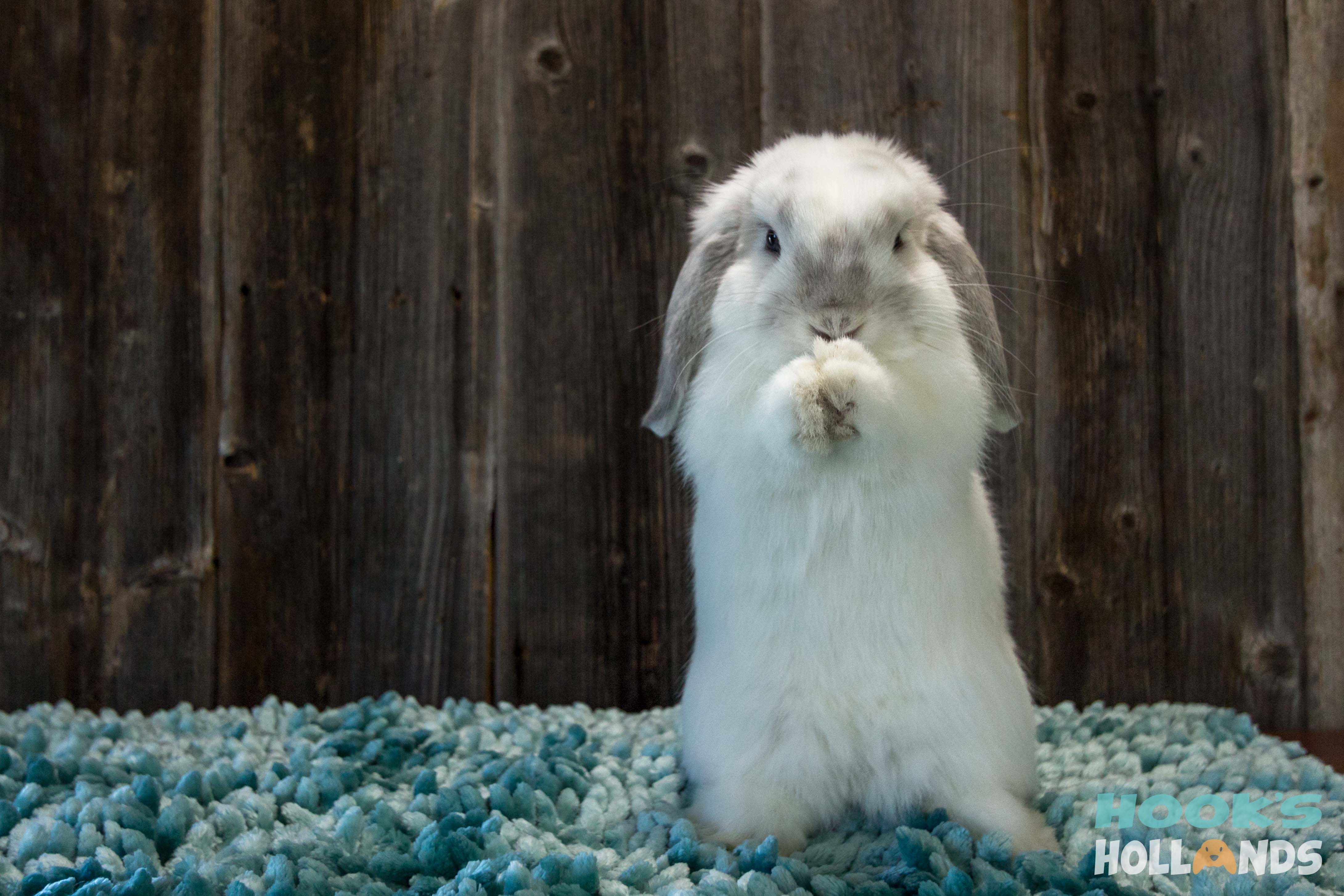Holland Lop Wallpapers Wallpaper Cave