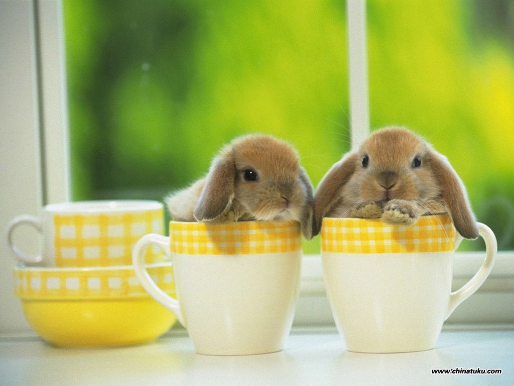 Holland Lop Wallpapers Wallpaper Cave