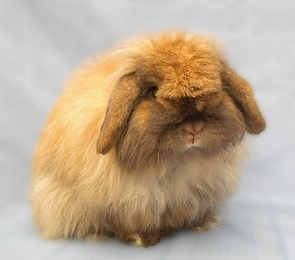 Holland Lop Wallpapers Wallpaper Cave