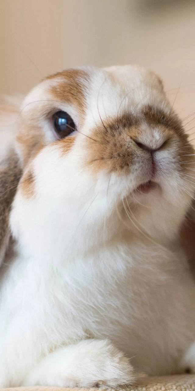 Holland Lop Wallpapers Wallpaper Cave