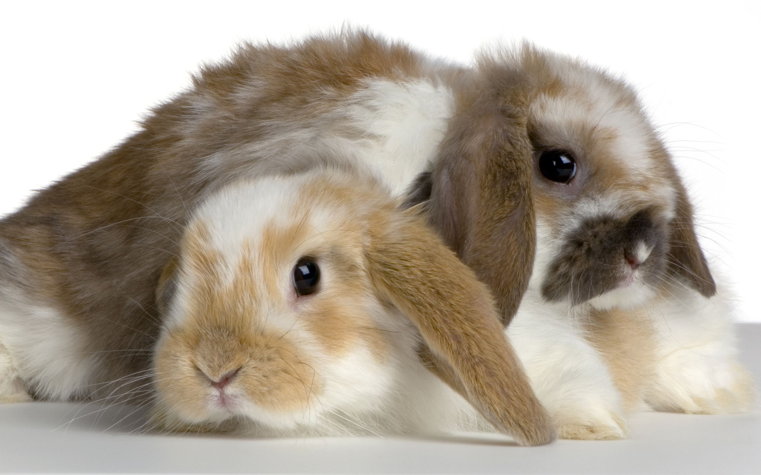 Holland Lop Wallpapers Wallpaper Cave