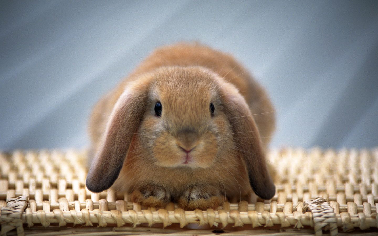 Holland Lop Wallpapers Wallpaper Cave