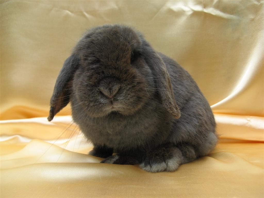 Holland Lop Wallpapers Wallpaper Cave