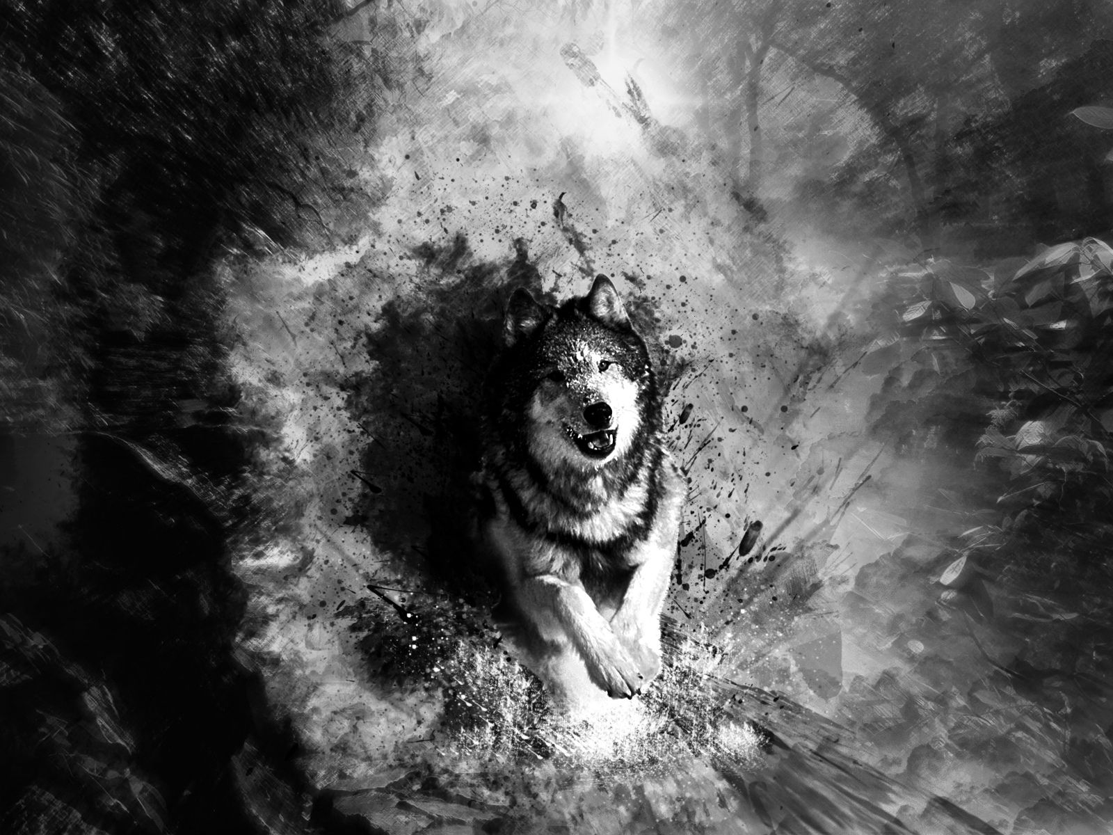 Cool Black And White Wolf Wallpapers Wallpaper Cave