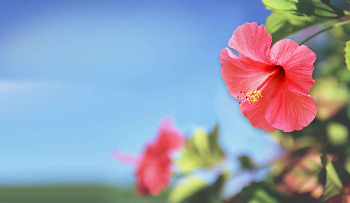 Hibiscus Plant Wallpapers Wallpaper Cave