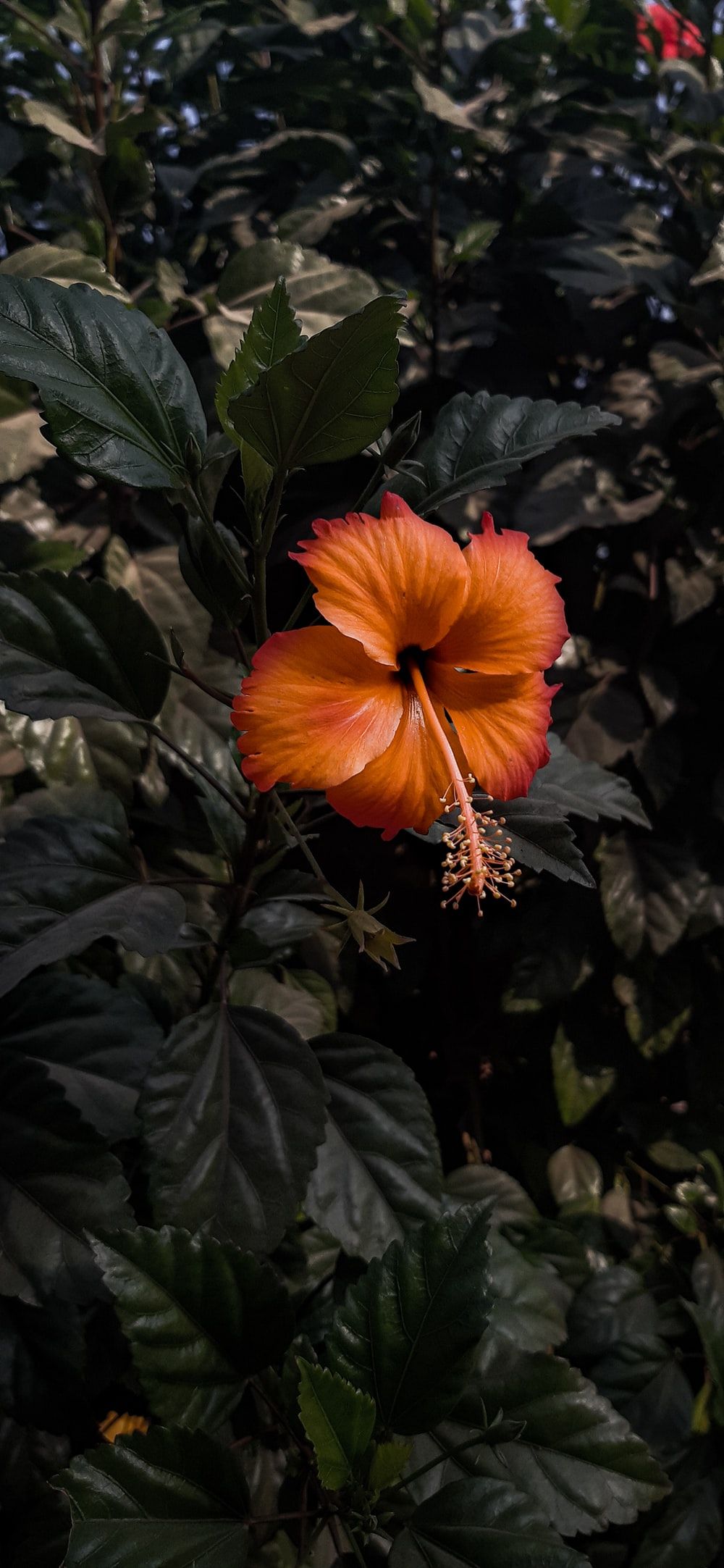 Hibiscus Plant Wallpapers Wallpaper Cave