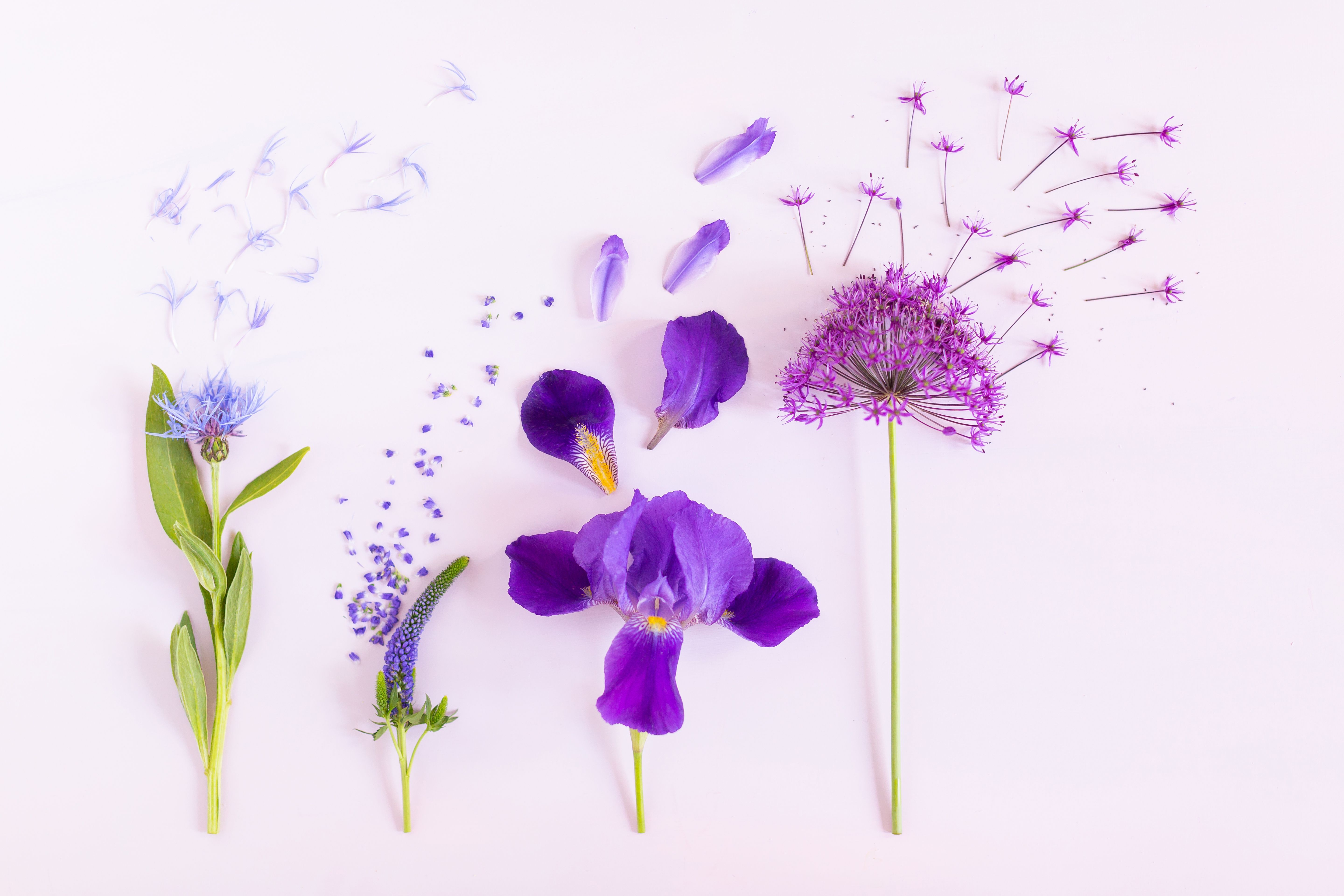 Summer Floral Desktop Wallpapers Wallpaper Cave