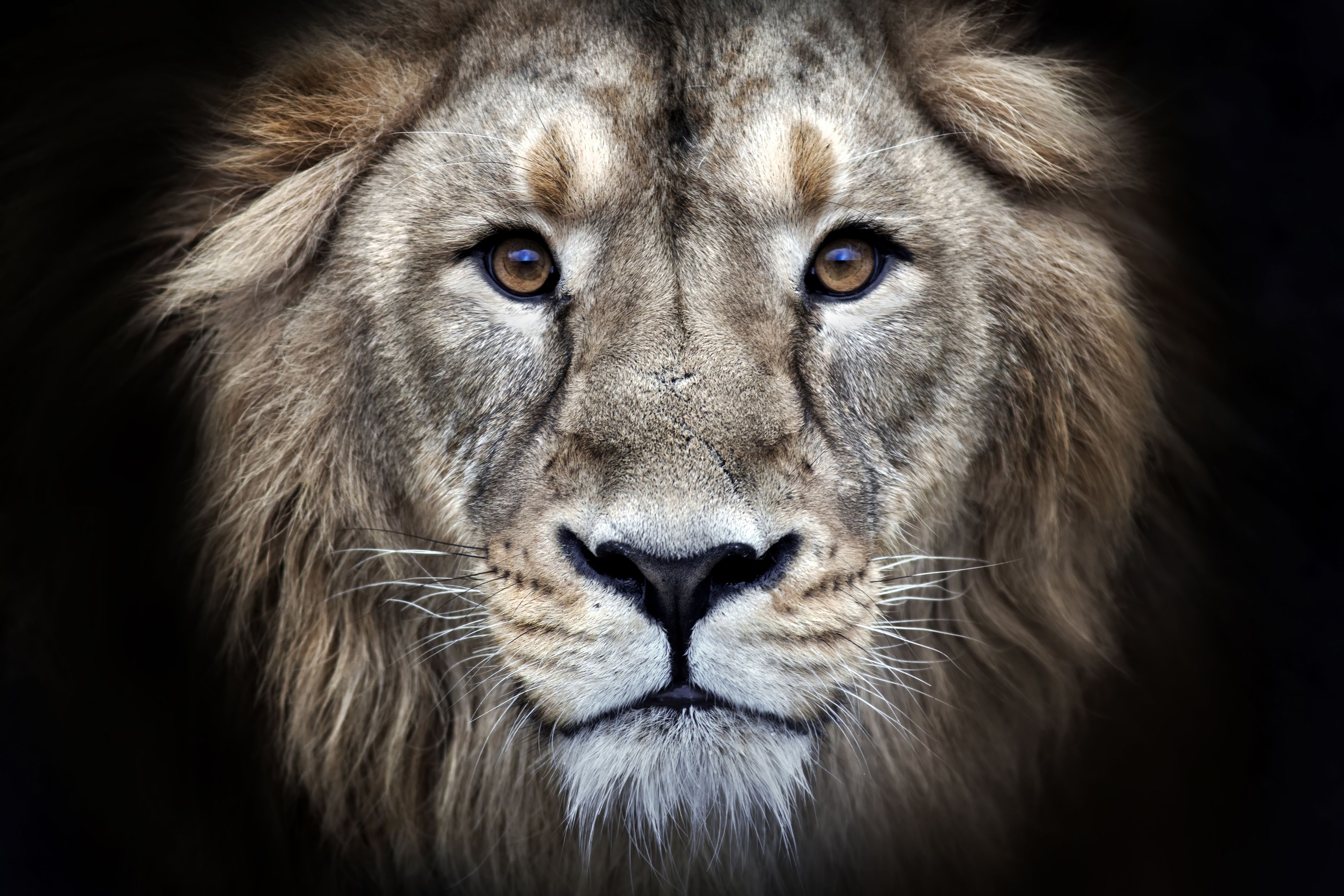 Lion Grey 4k Wallpapers Wallpaper Cave