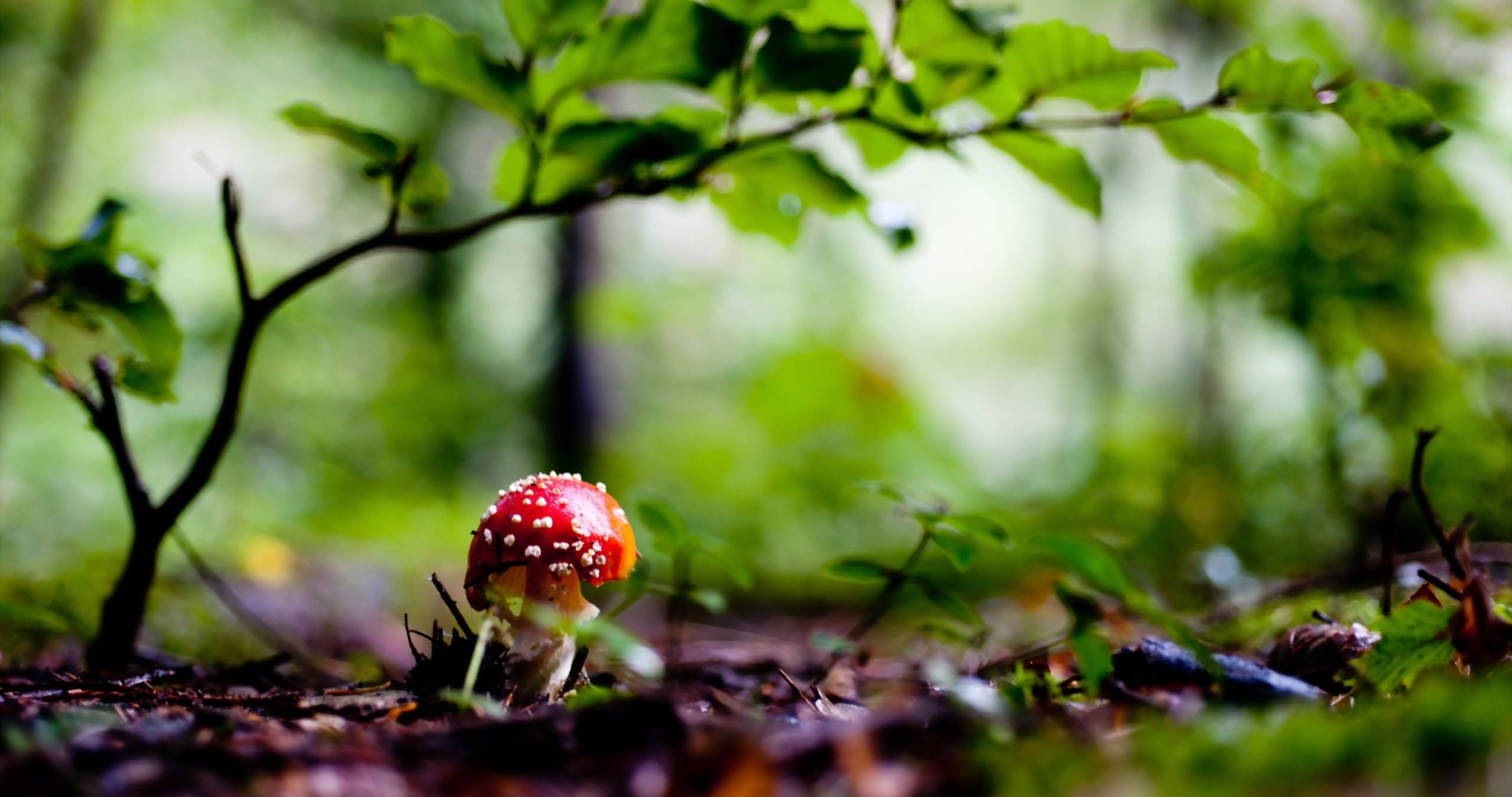 Nature 4k Green Wallpapers Wallpaper Cave