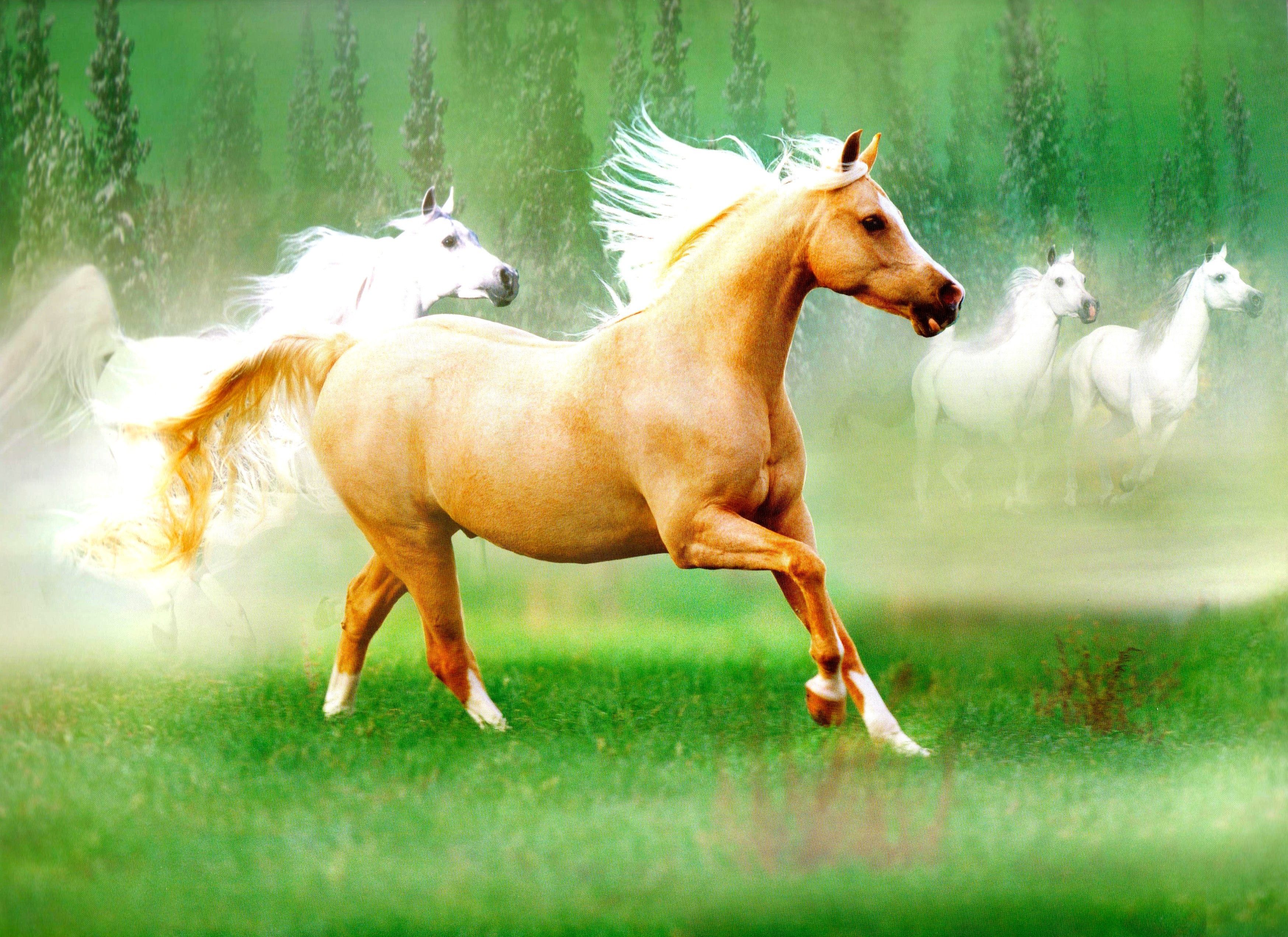 Palomino Wallpapers Wallpaper Cave