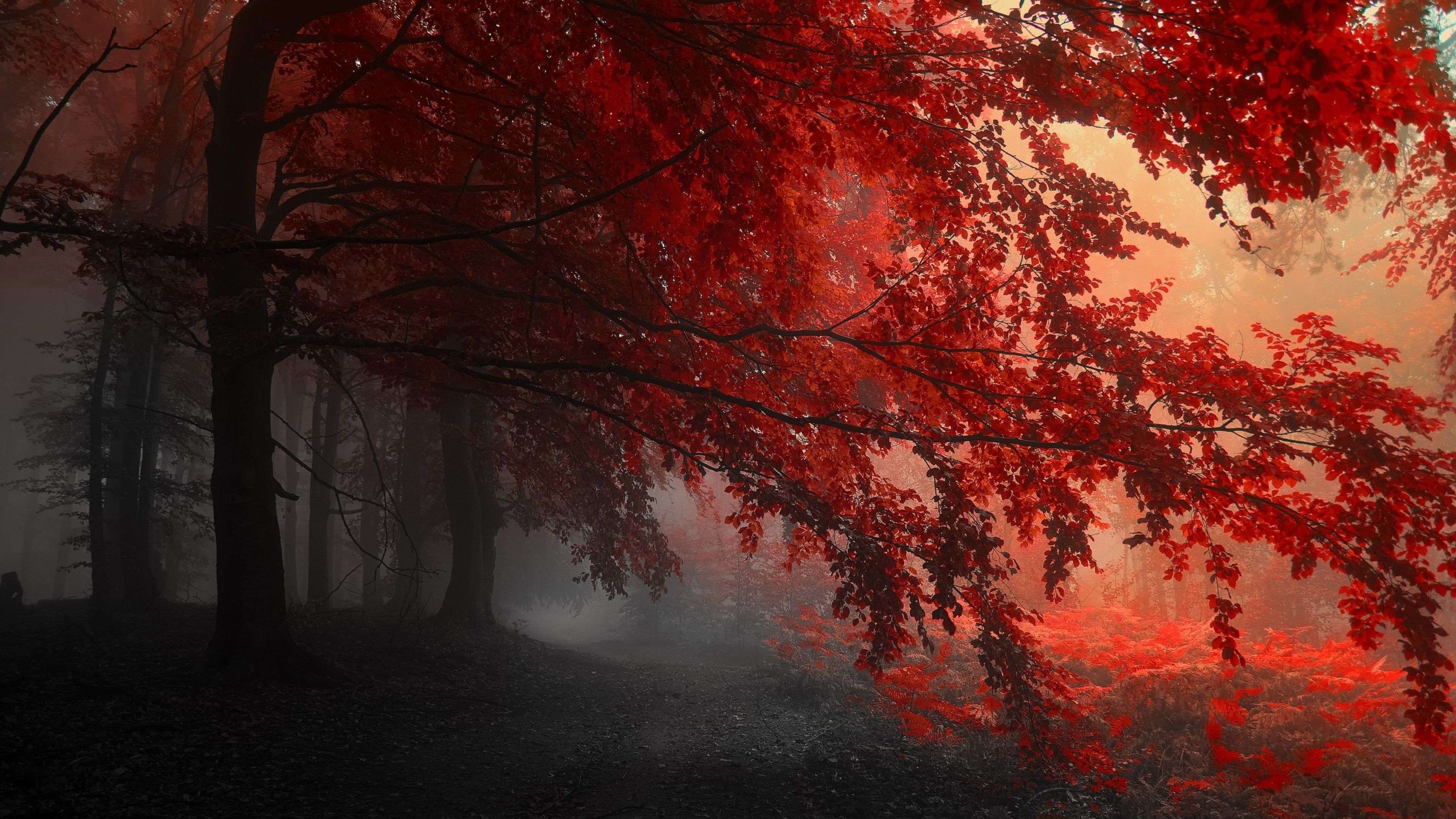 Red Tree 4k Wallpapers Wallpaper Cave