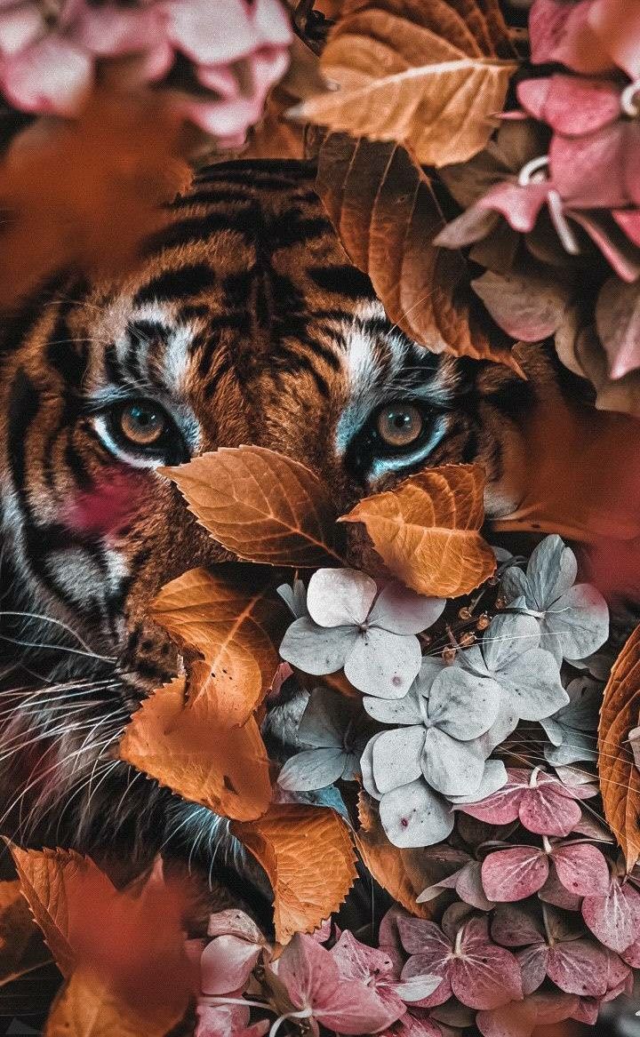 Tiger Aesthetic Wallpapers Wallpaper Cave