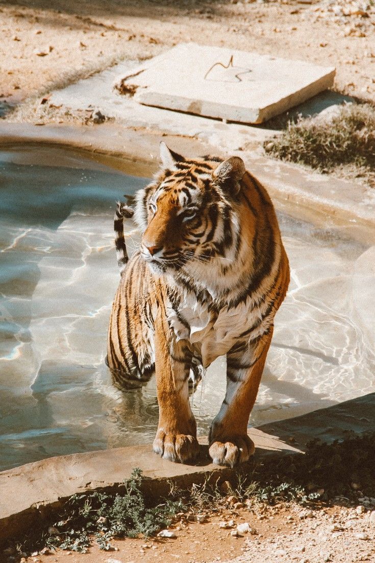 Tiger Aesthetic Wallpapers Wallpaper Cave