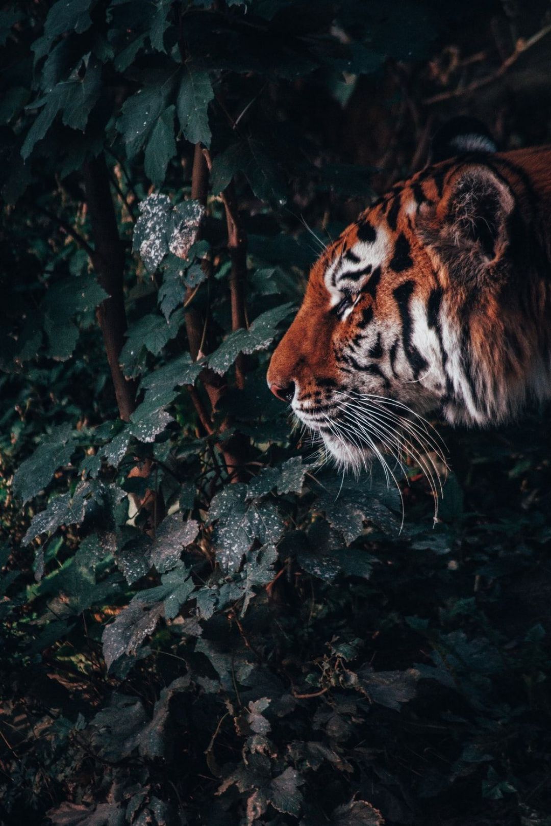 Tiger Aesthetic Wallpapers Wallpaper Cave