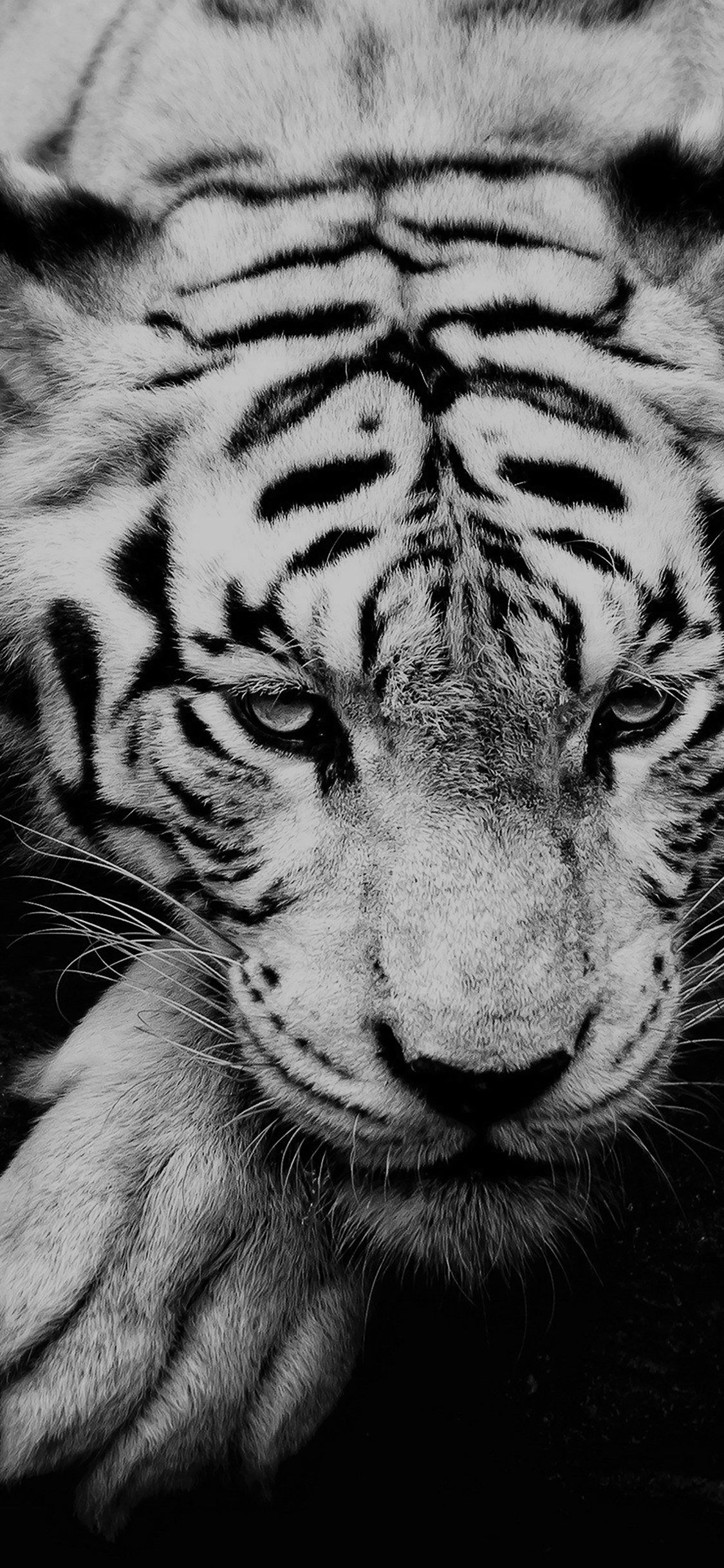 Tiger Aesthetic Wallpapers Wallpaper Cave