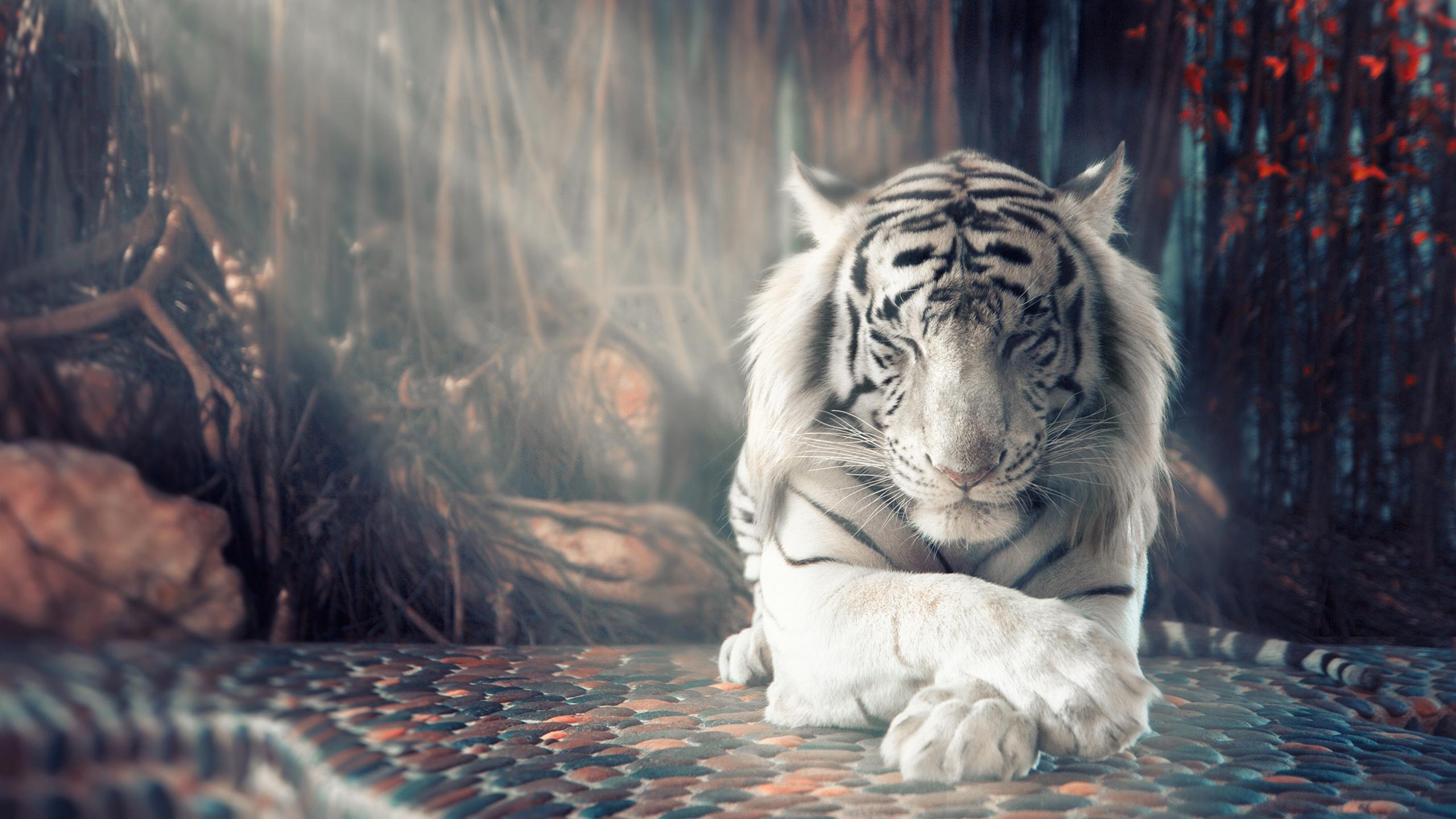 Tiger Aesthetic Wallpapers Wallpaper Cave