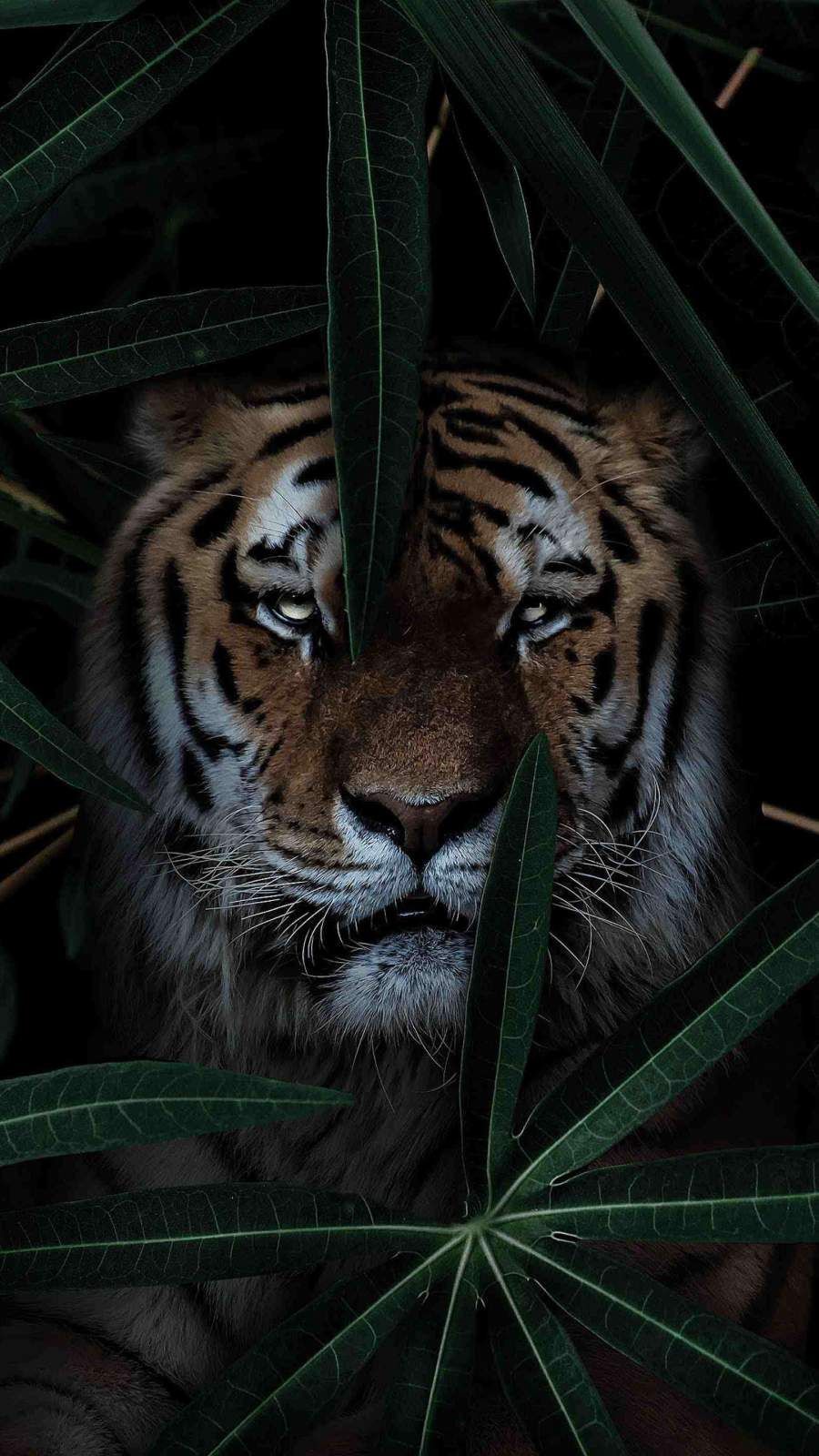 Tiger Aesthetic Wallpapers Wallpaper Cave