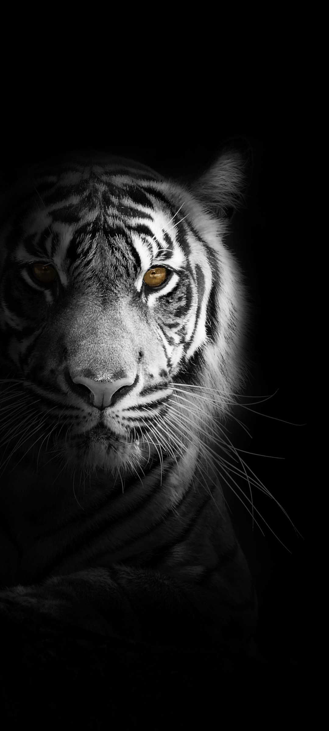 Tiger Aesthetic Wallpapers Wallpaper Cave