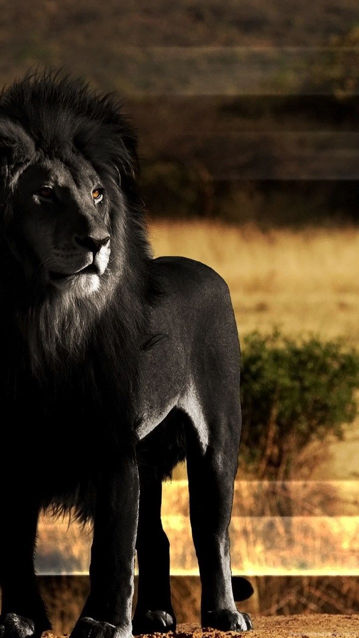 Lion 4k Android Wallpapers Wallpaper Cave