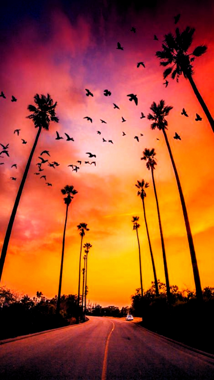 Los Angeles Sunset Iphone Wallpaper