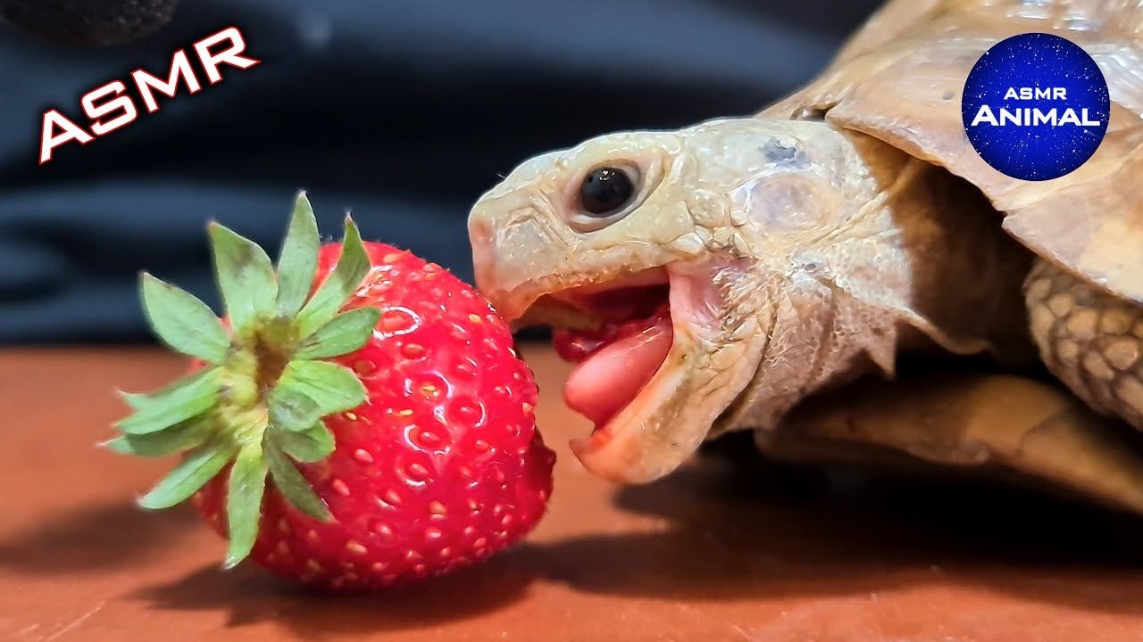 Turtle Eating Strawberry Wallpapers Wallpaper Cave
