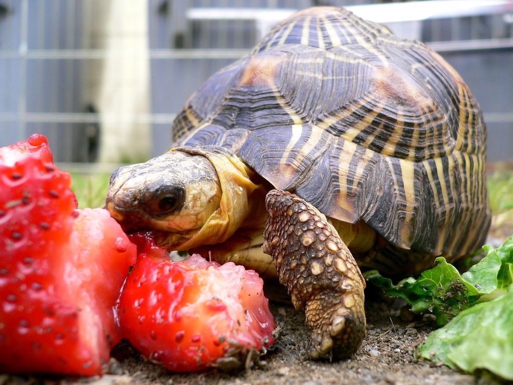 Turtle Eating Strawberry Wallpapers Wallpaper Cave