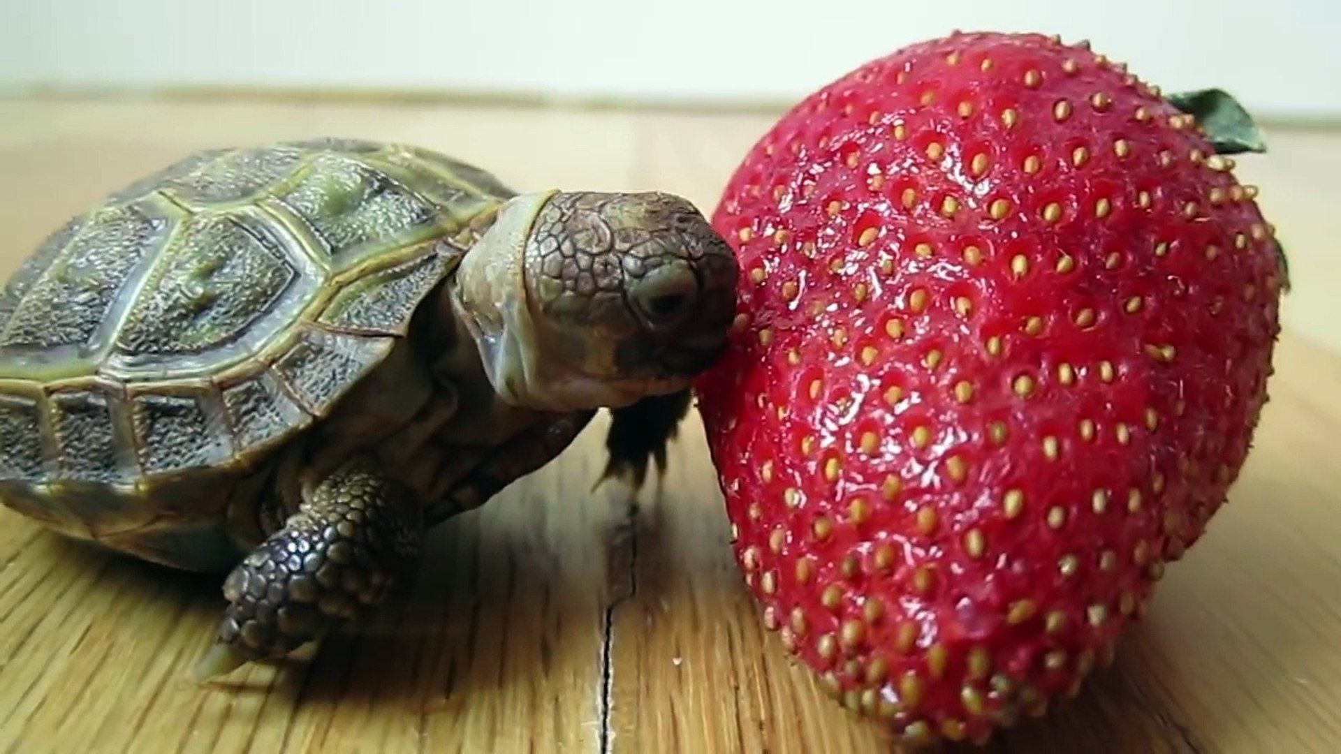 Turtle Eating Strawberry Wallpapers Wallpaper Cave