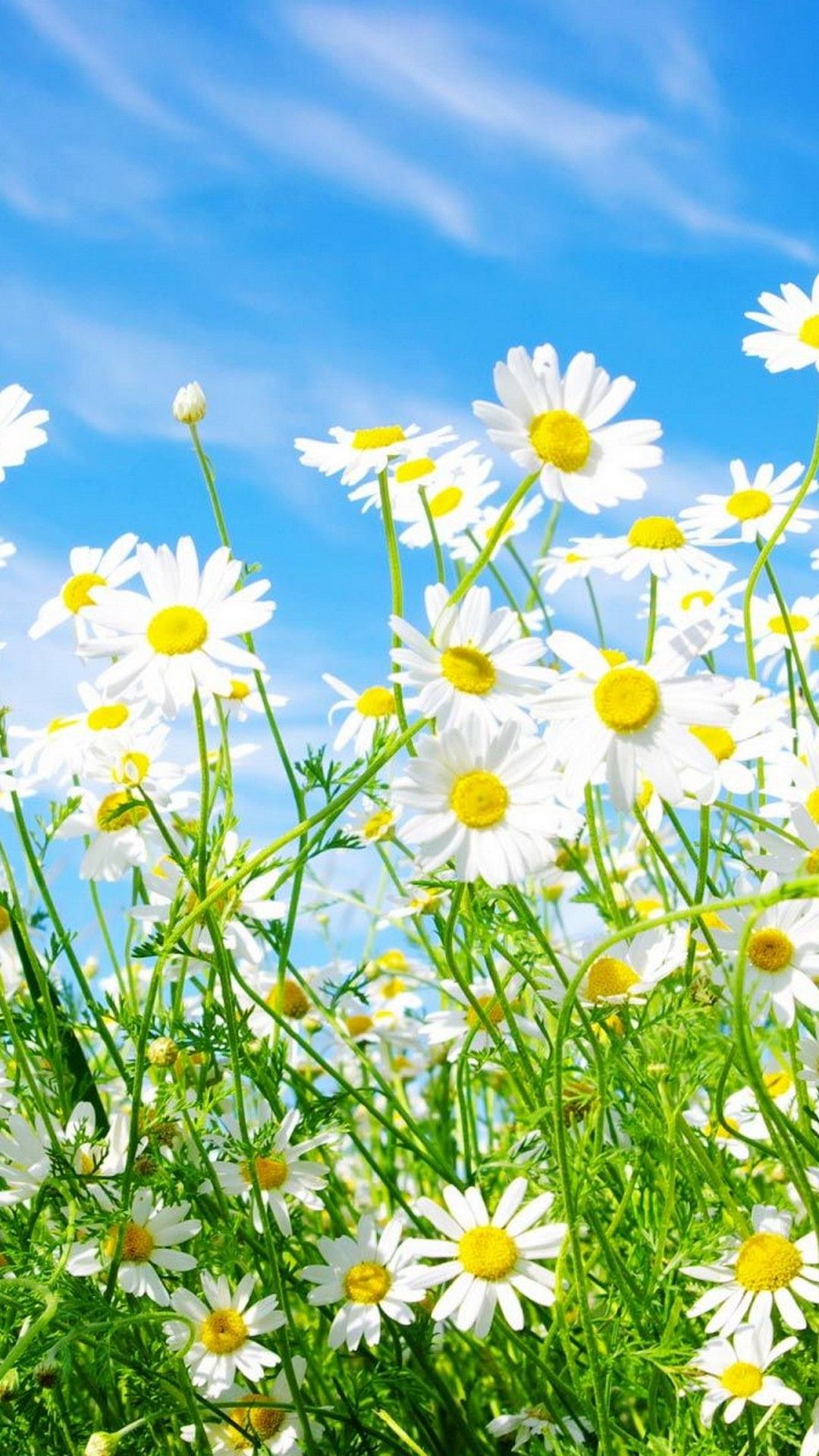Bright Spring Flower Wallpapers Wallpaper Cave
