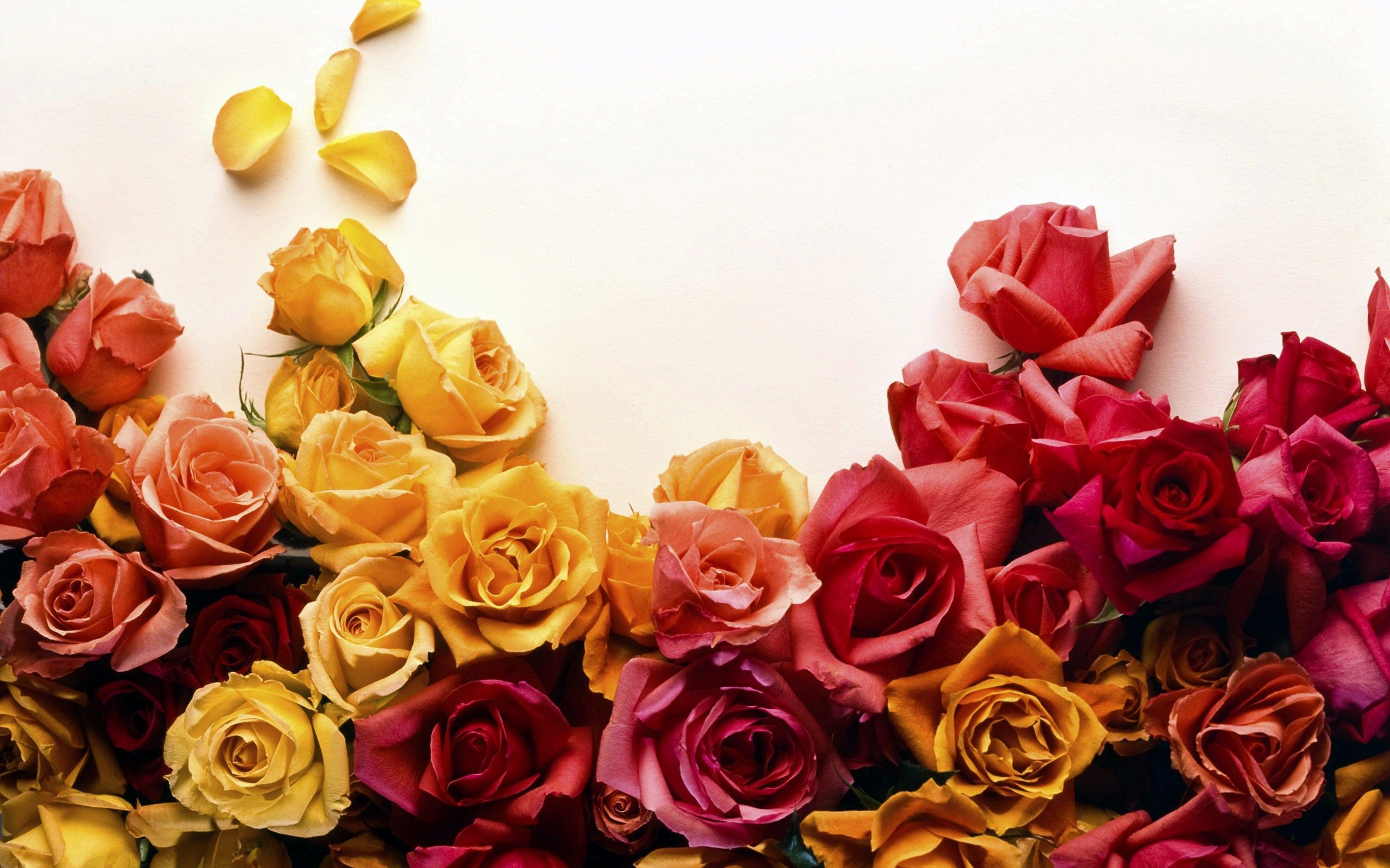 Red Yellow Roses 4k Wallpapers Wallpaper Cave