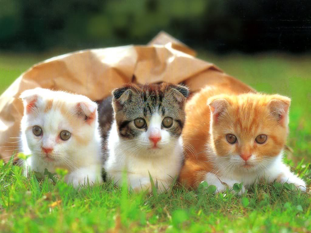 Adorable Cats Wallpapers Wallpaper Cave