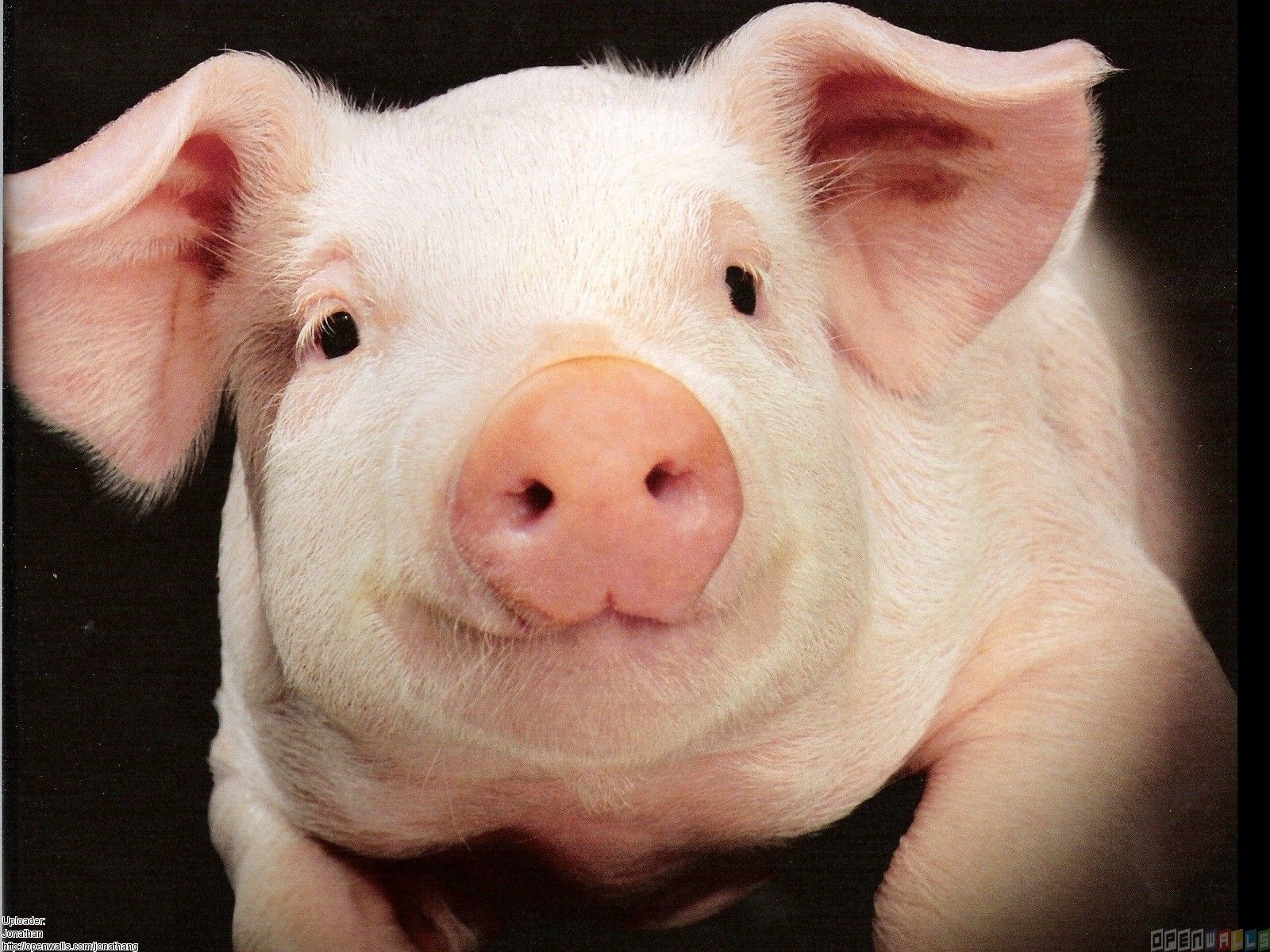 Pink Pig Wallpapers Wallpaper Cave