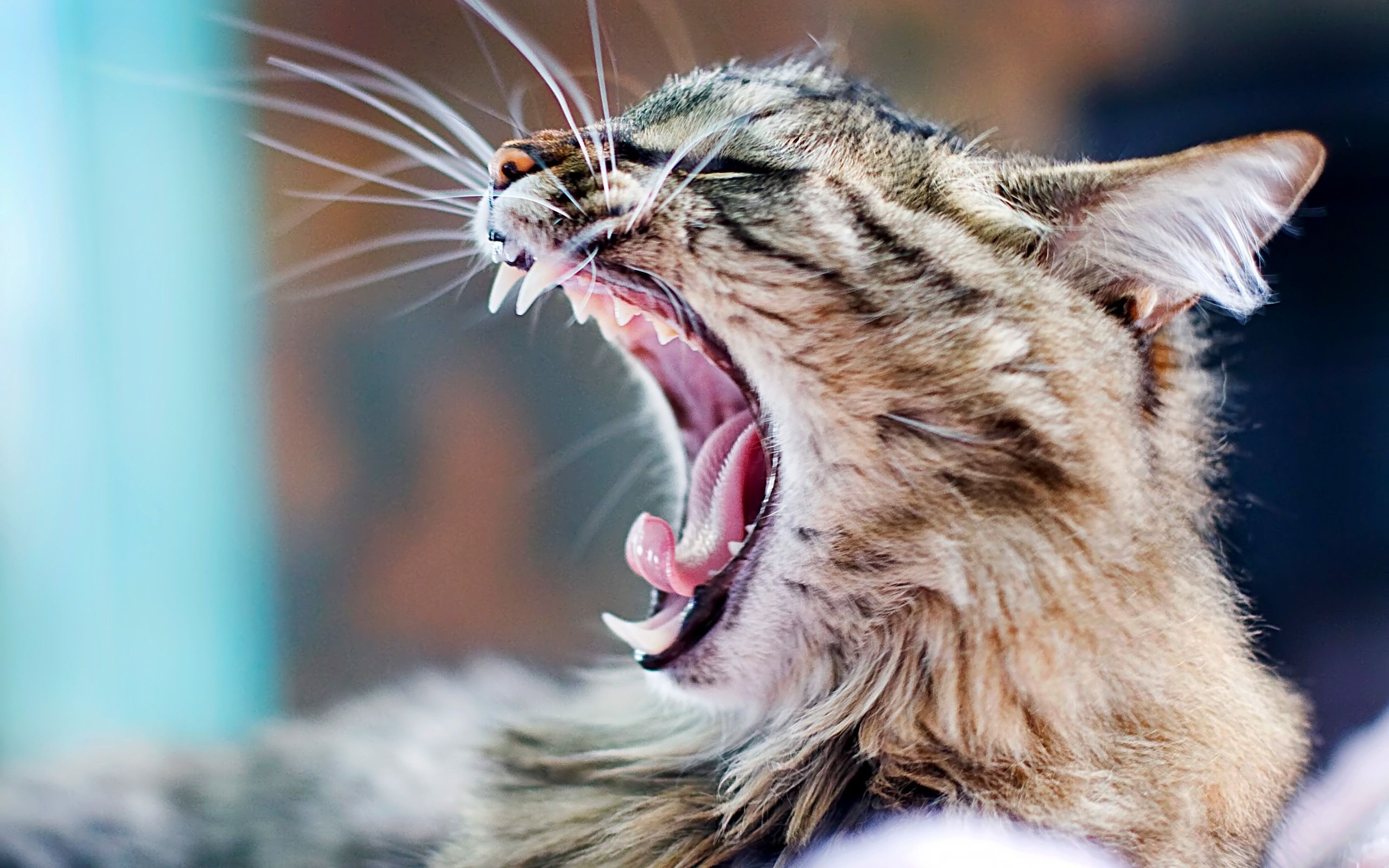 Cat Yawning Wallpapers Wallpaper Cave
